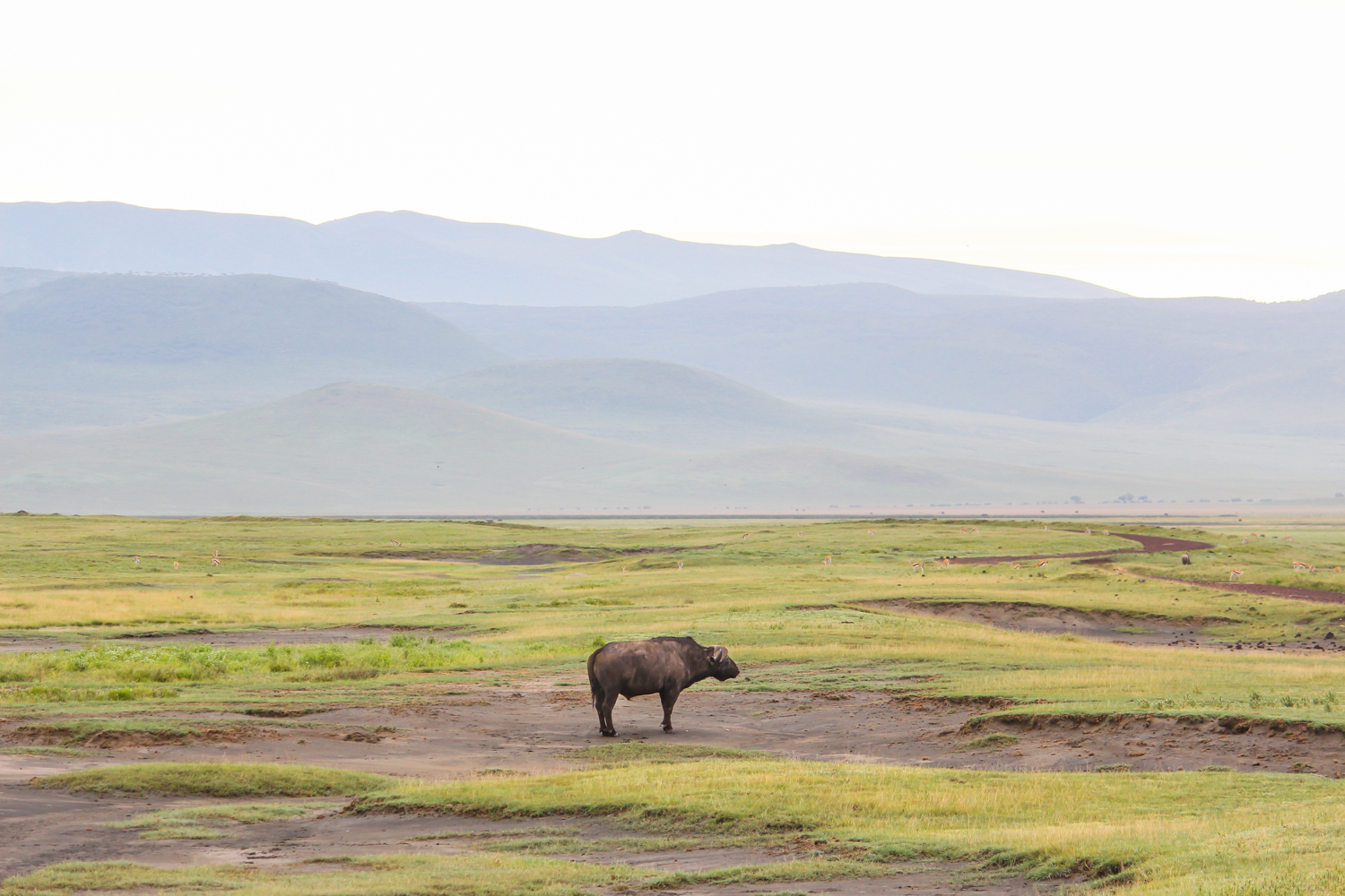 Serengeti Ngorongoro | How Far From Home