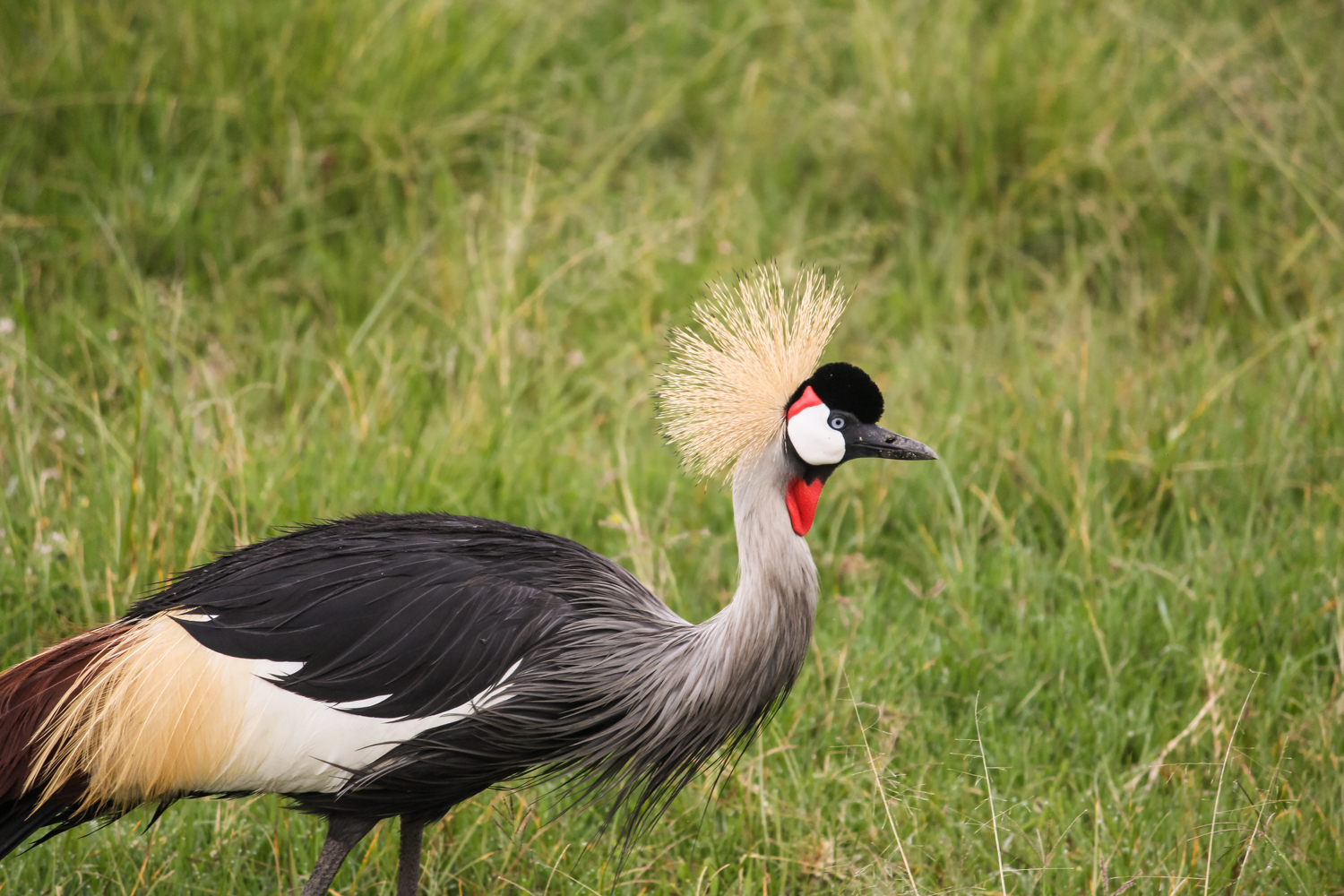 Serengeti Ngorongoro | How Far From Home