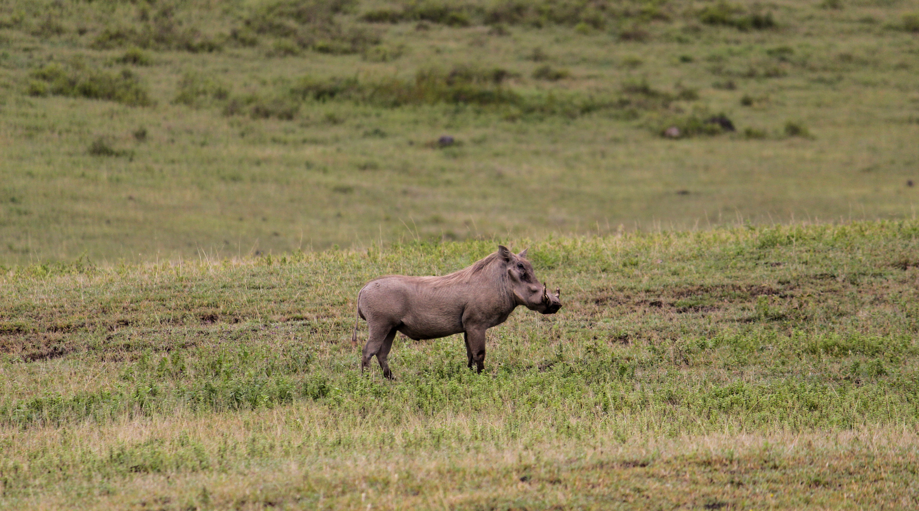 Serengeti Ngorongoro | How Far From Home