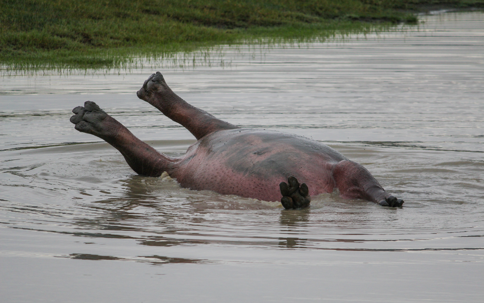 Serengeti Ngorongoro | How Far From Home