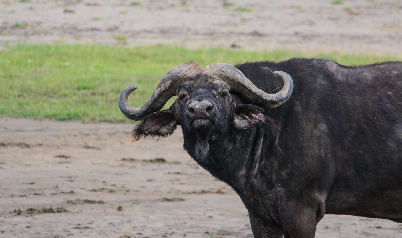 Serengeti Ngorongoro | How Far From Home
