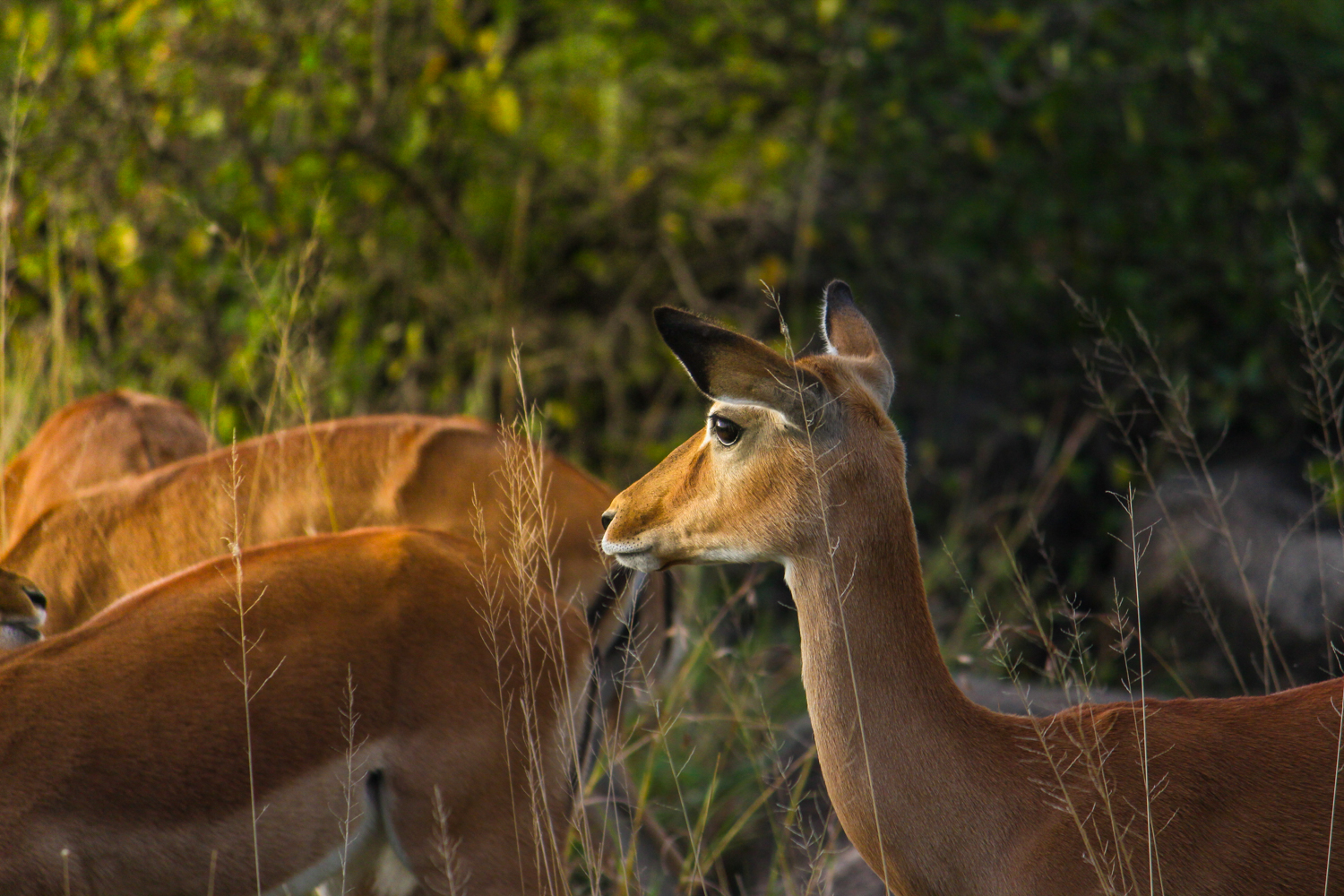 Serengeti Ngorongoro | How Far From Home