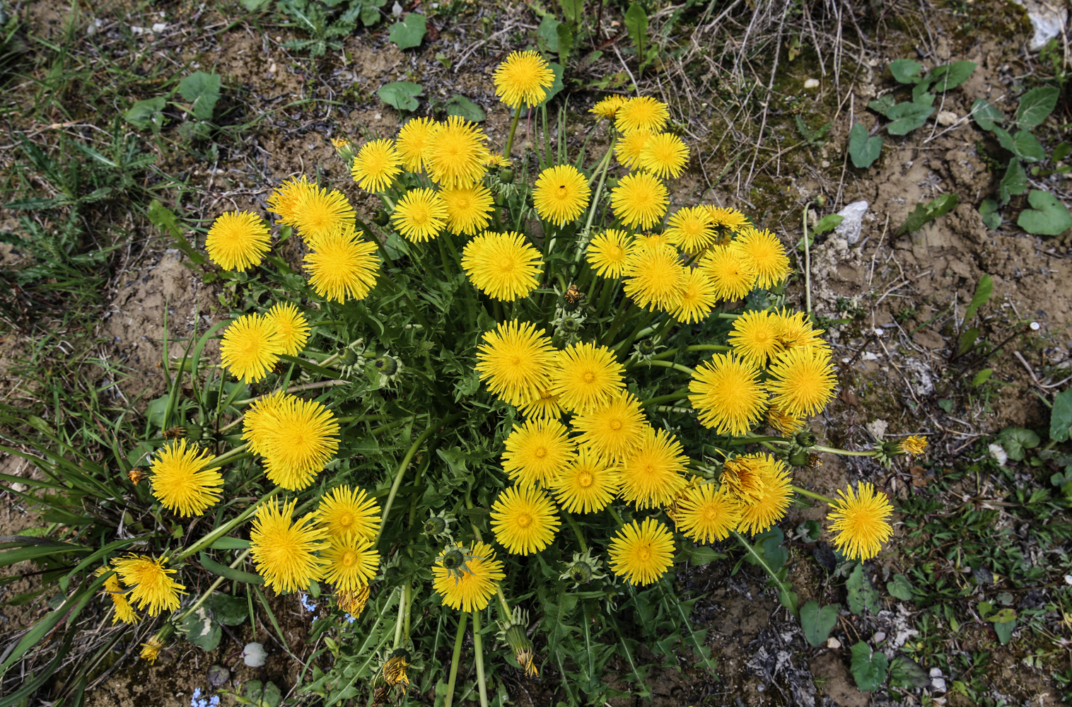 Dolomites San Candido | How Far From Home