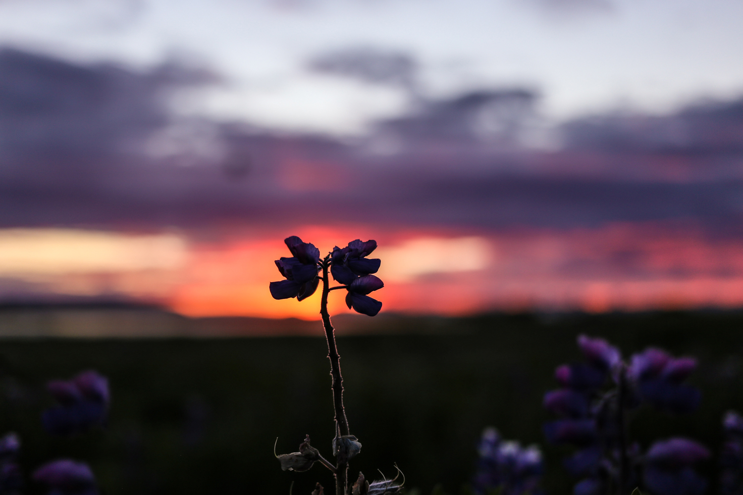 Traustholtshólmi Iceland | How Far From Home