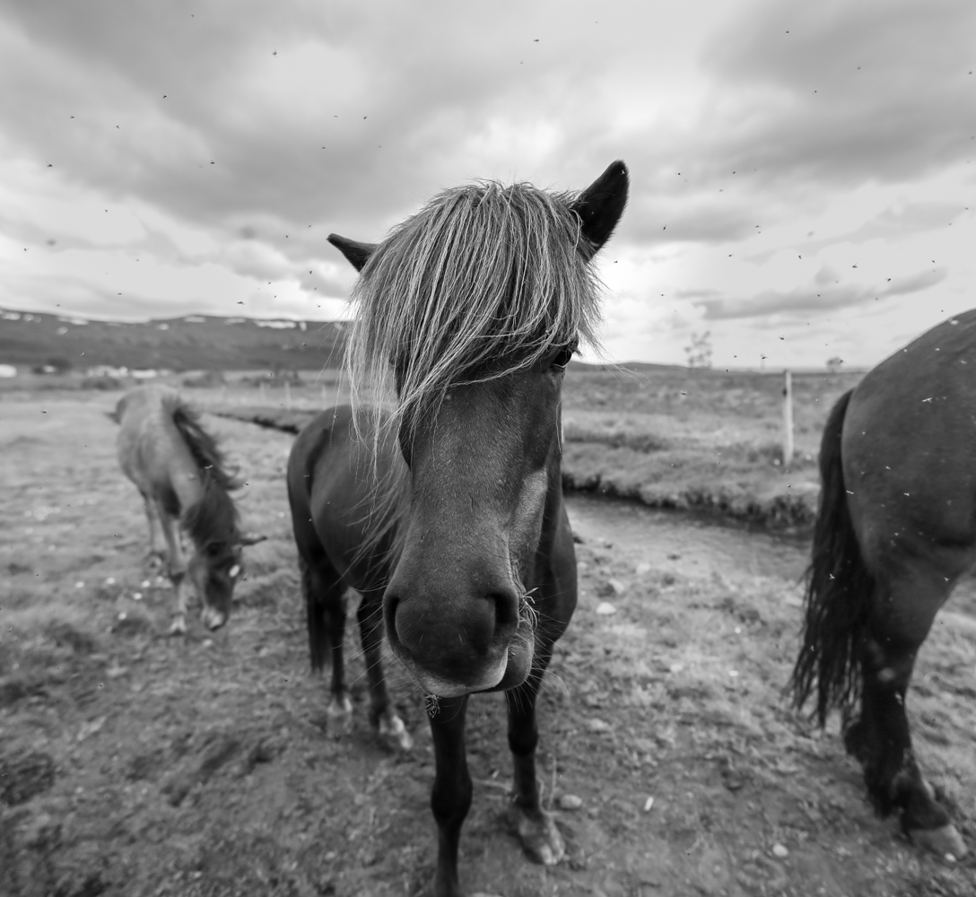 Iceland | How Far From Home