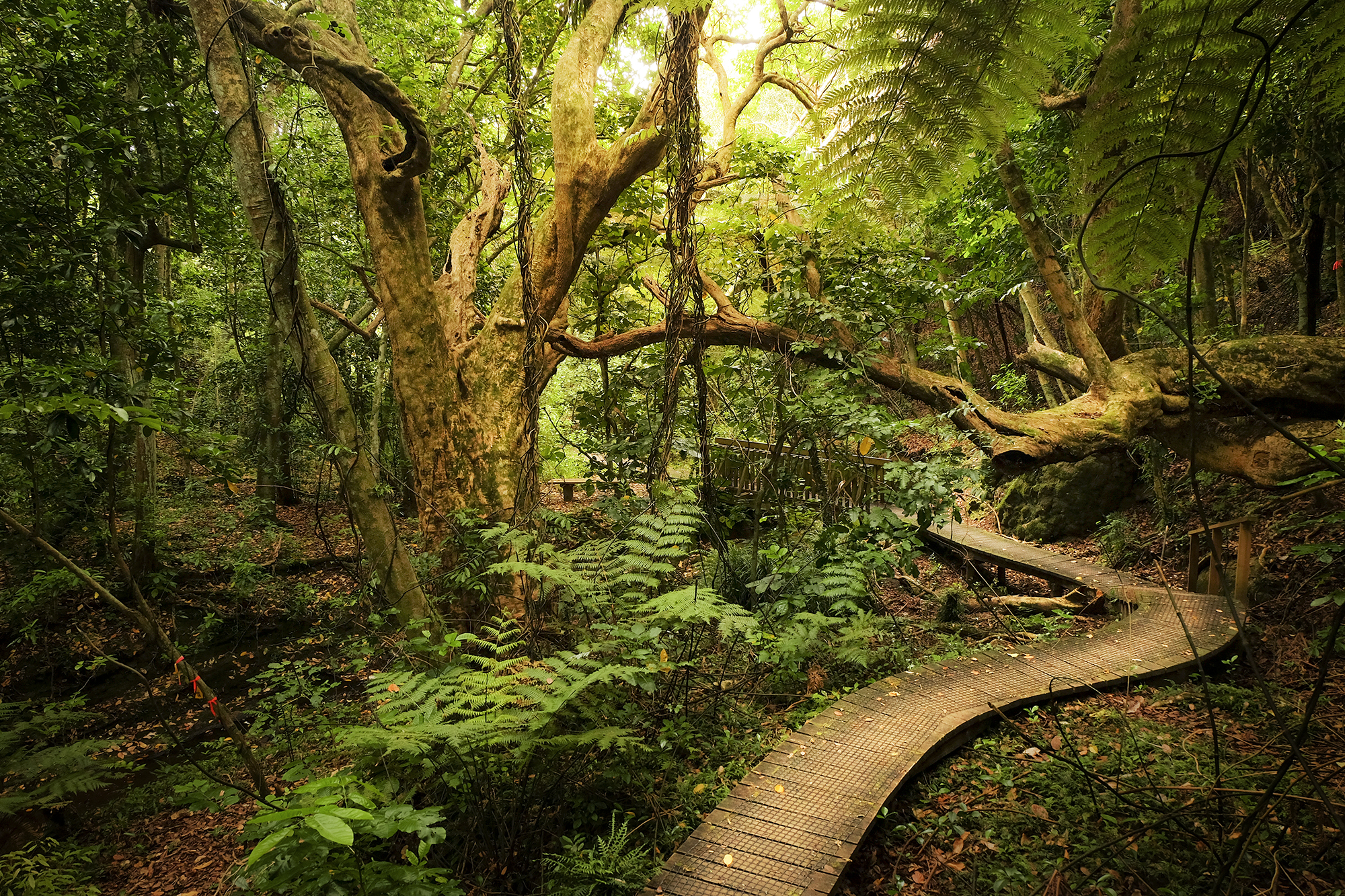 Auckland New Zealand | How Far From Home