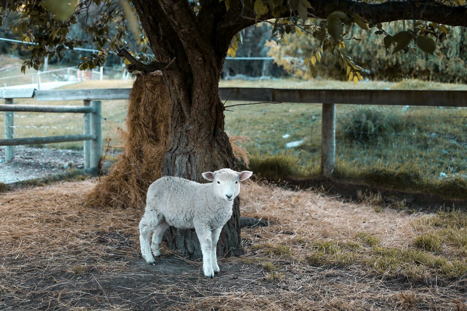 Queenstown New Zealand | How Far From Home