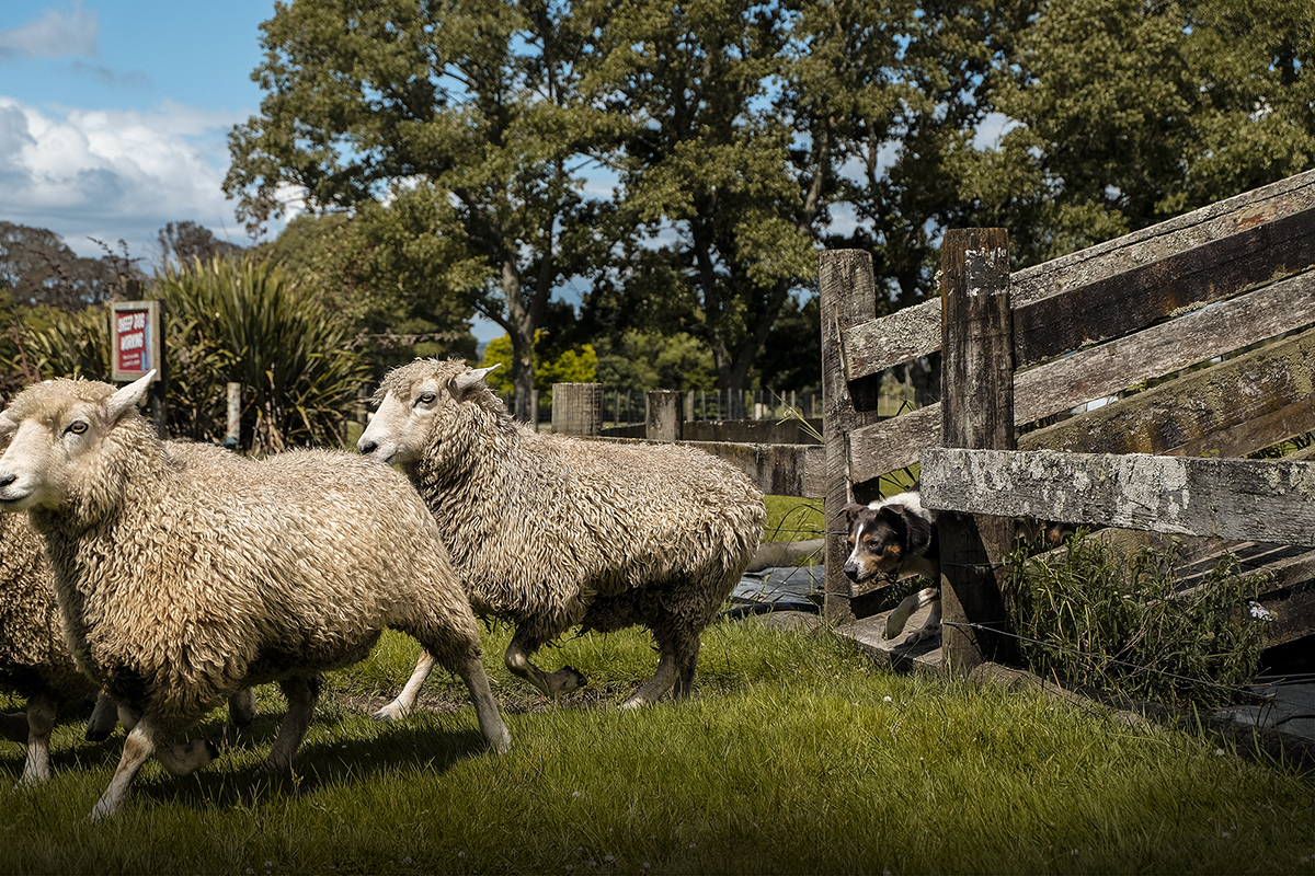 New Zealand | How Far From Home