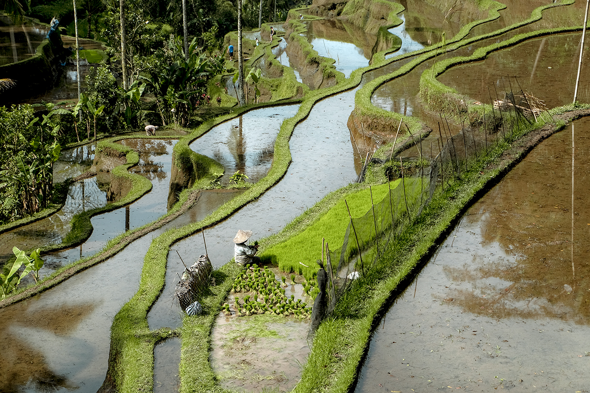 Bali-S40-LR
