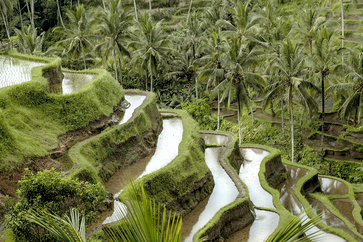 Bali-S42-LR