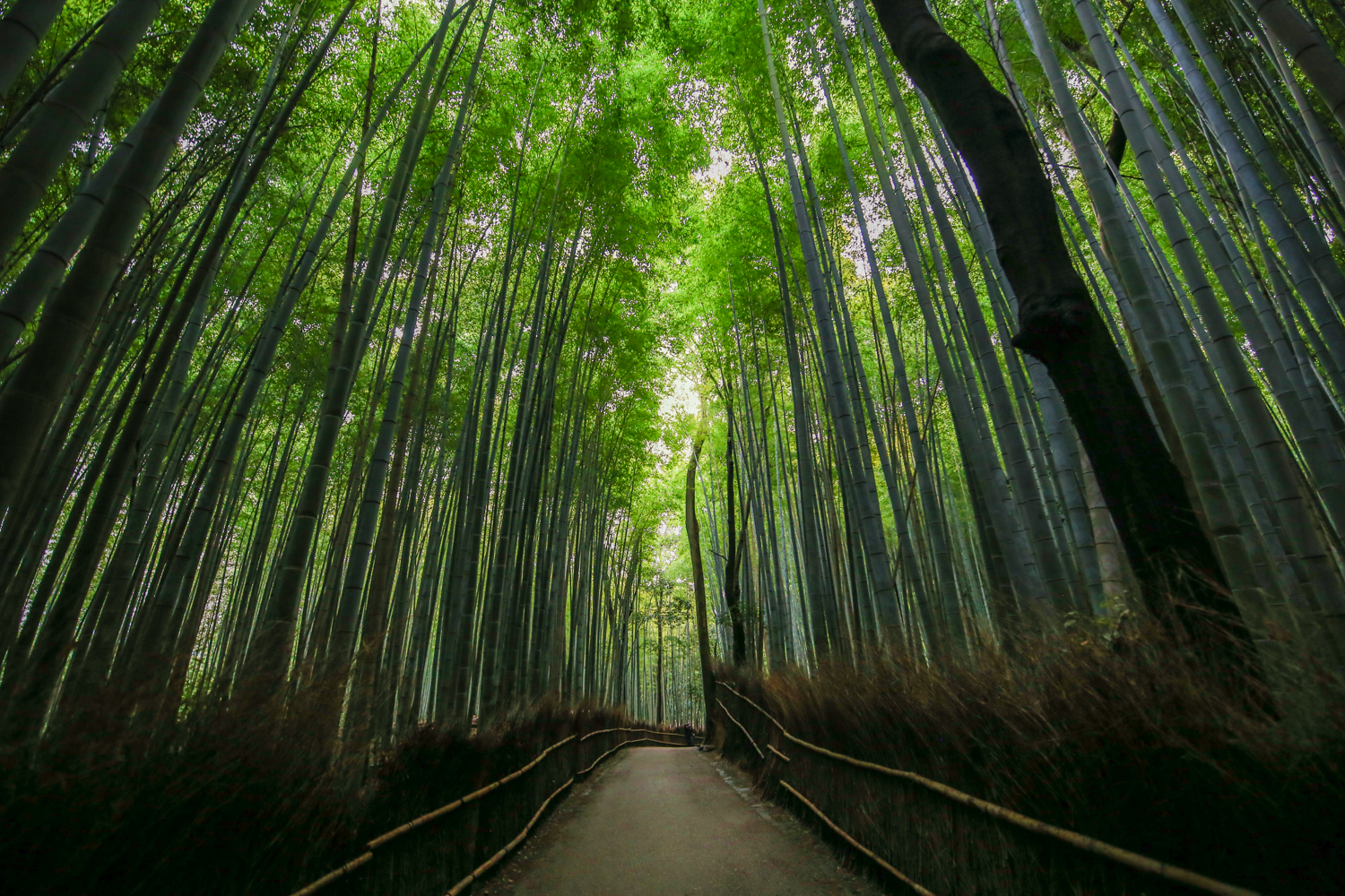Kyoto Japan | How Far From Home