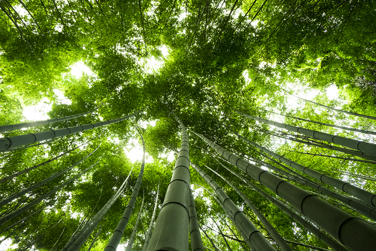 Kyoto Japan | How Far From Home