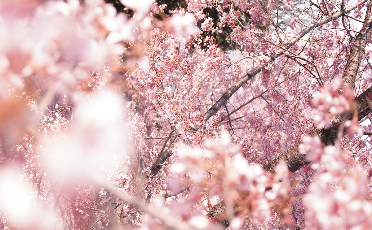 Kyoto Japan | How Far From Home