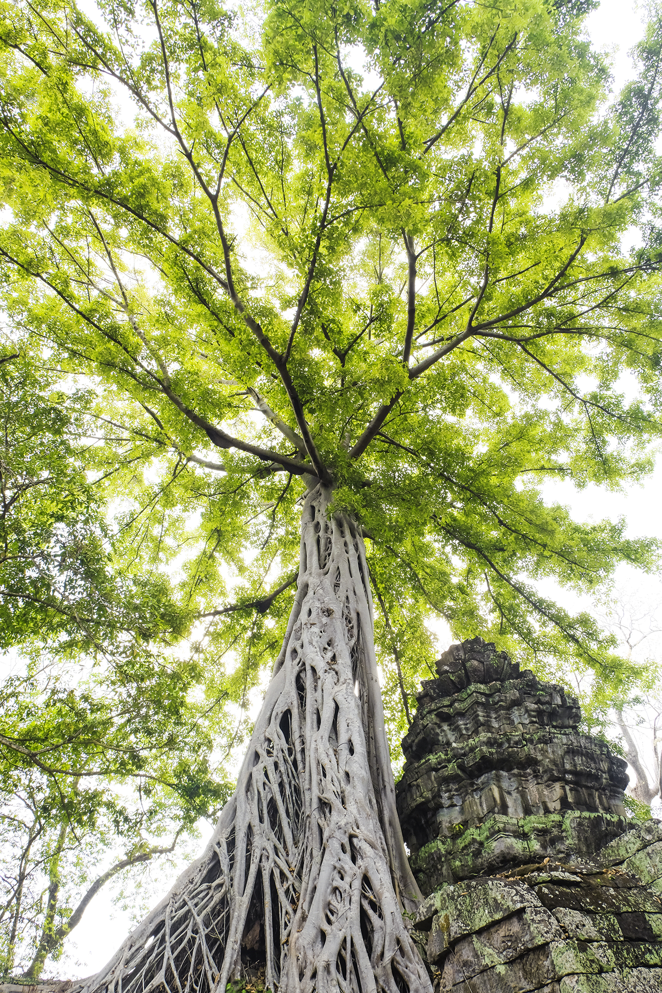 Angkor Wat Cambodia | How Far From Home