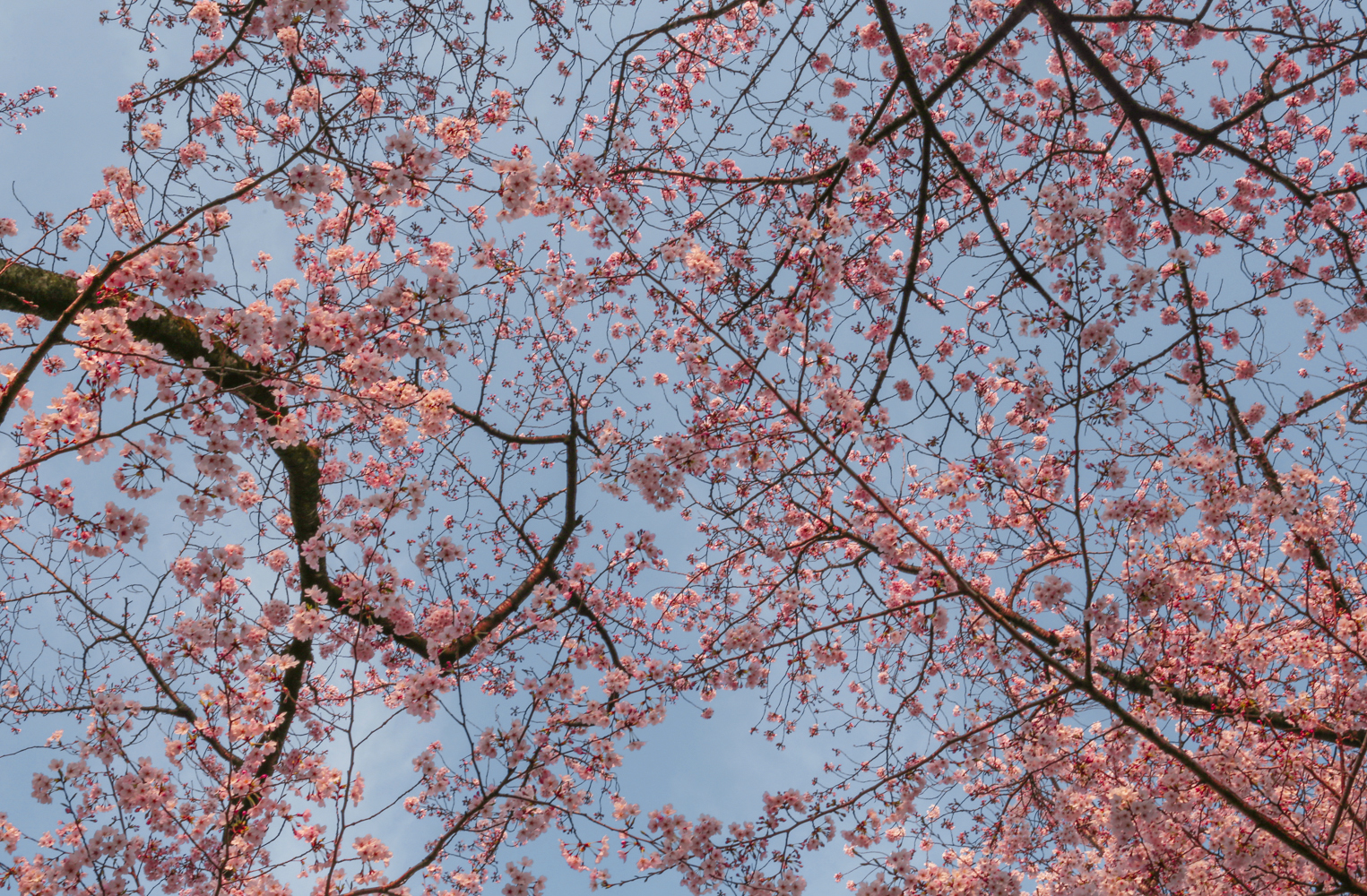 Tokyo Japan | How Far From Home