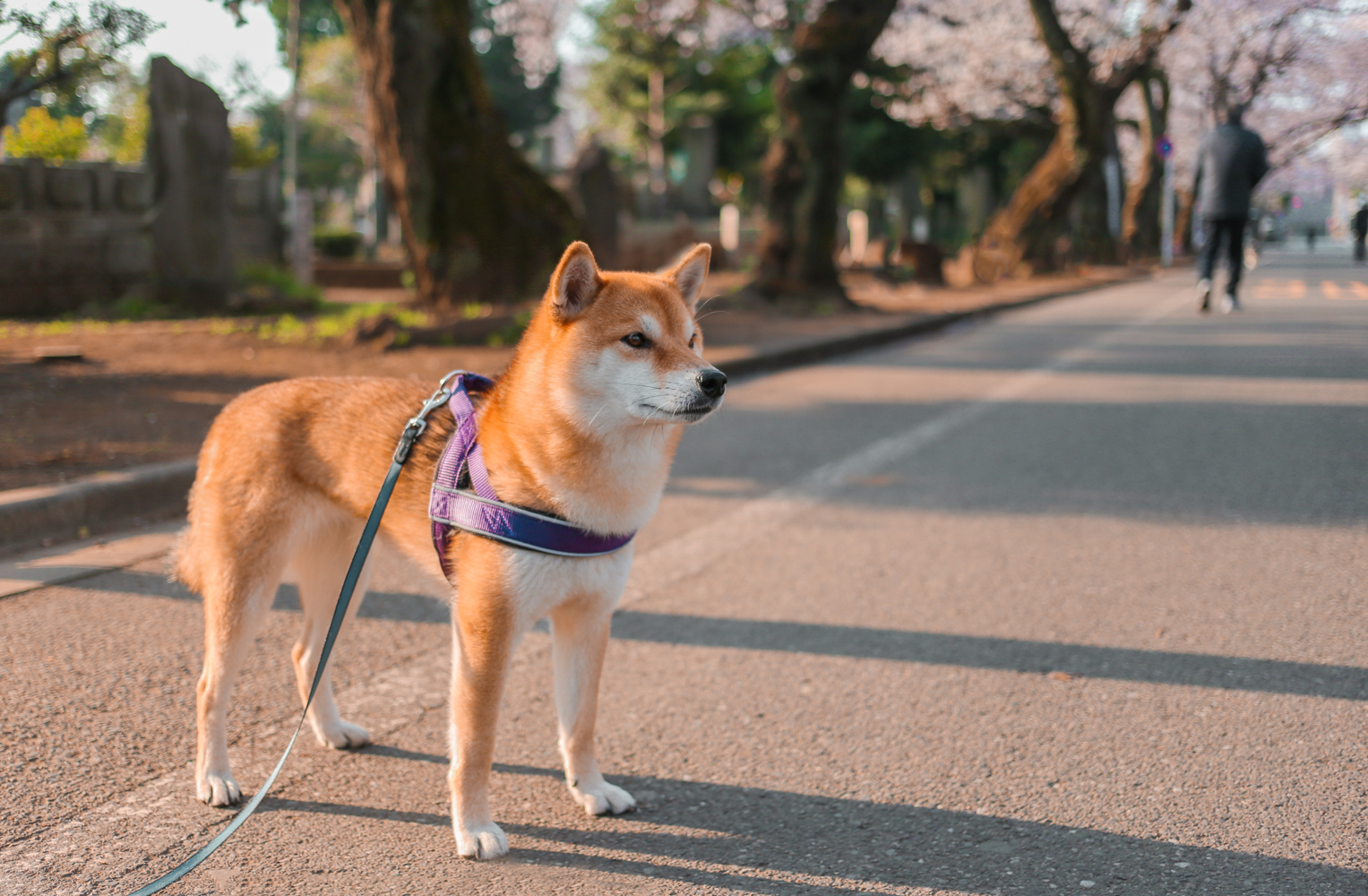 Tokyo Japan | How Far From Home