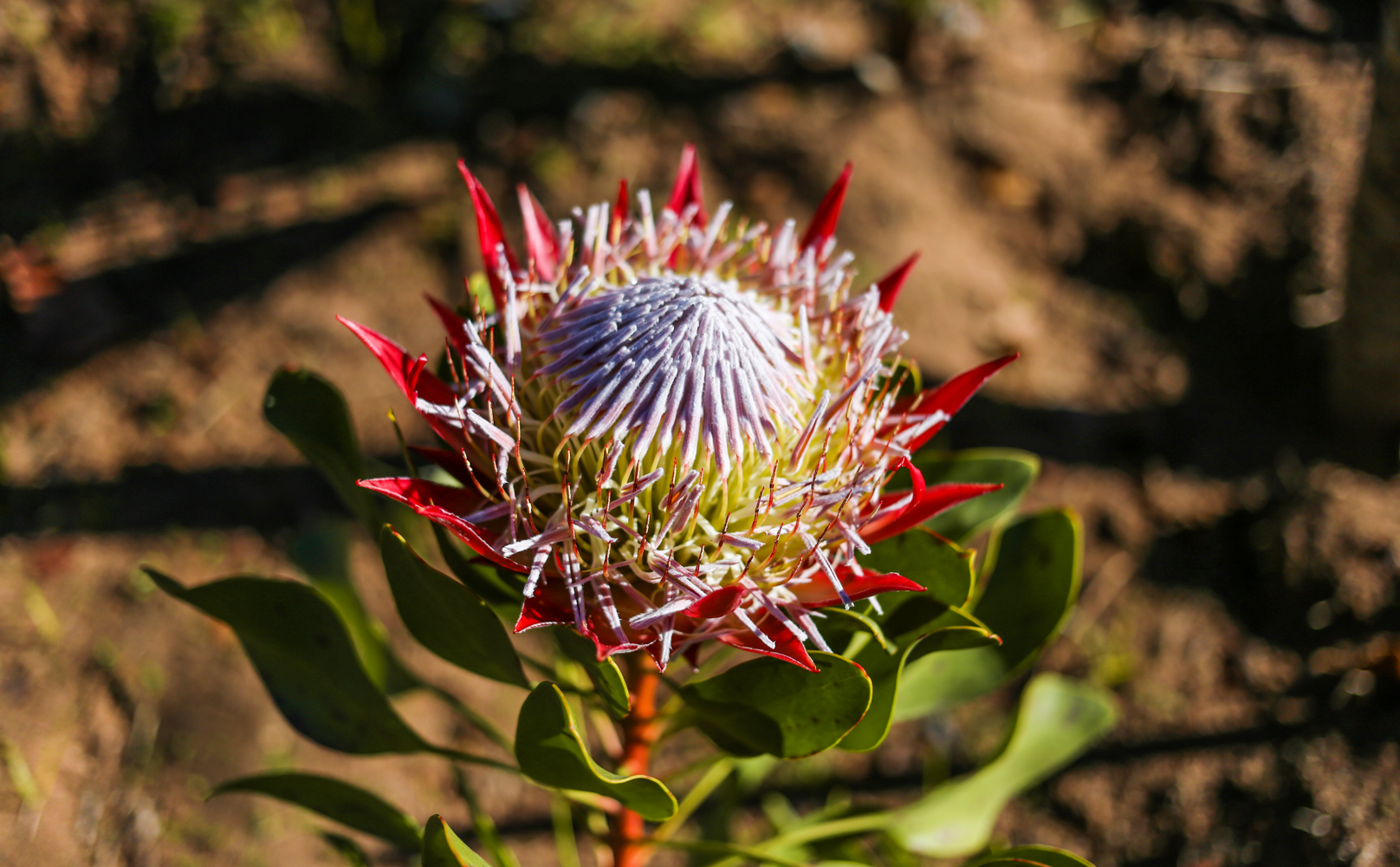 Franschhoek South Africa | How Far From Home