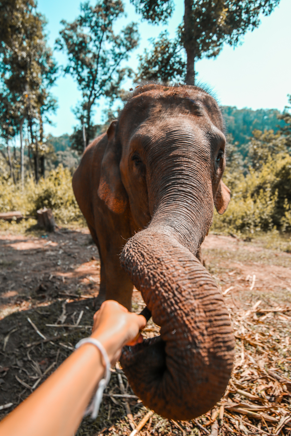 Elephant in Chiang Mai Thailand @howfarfromhome