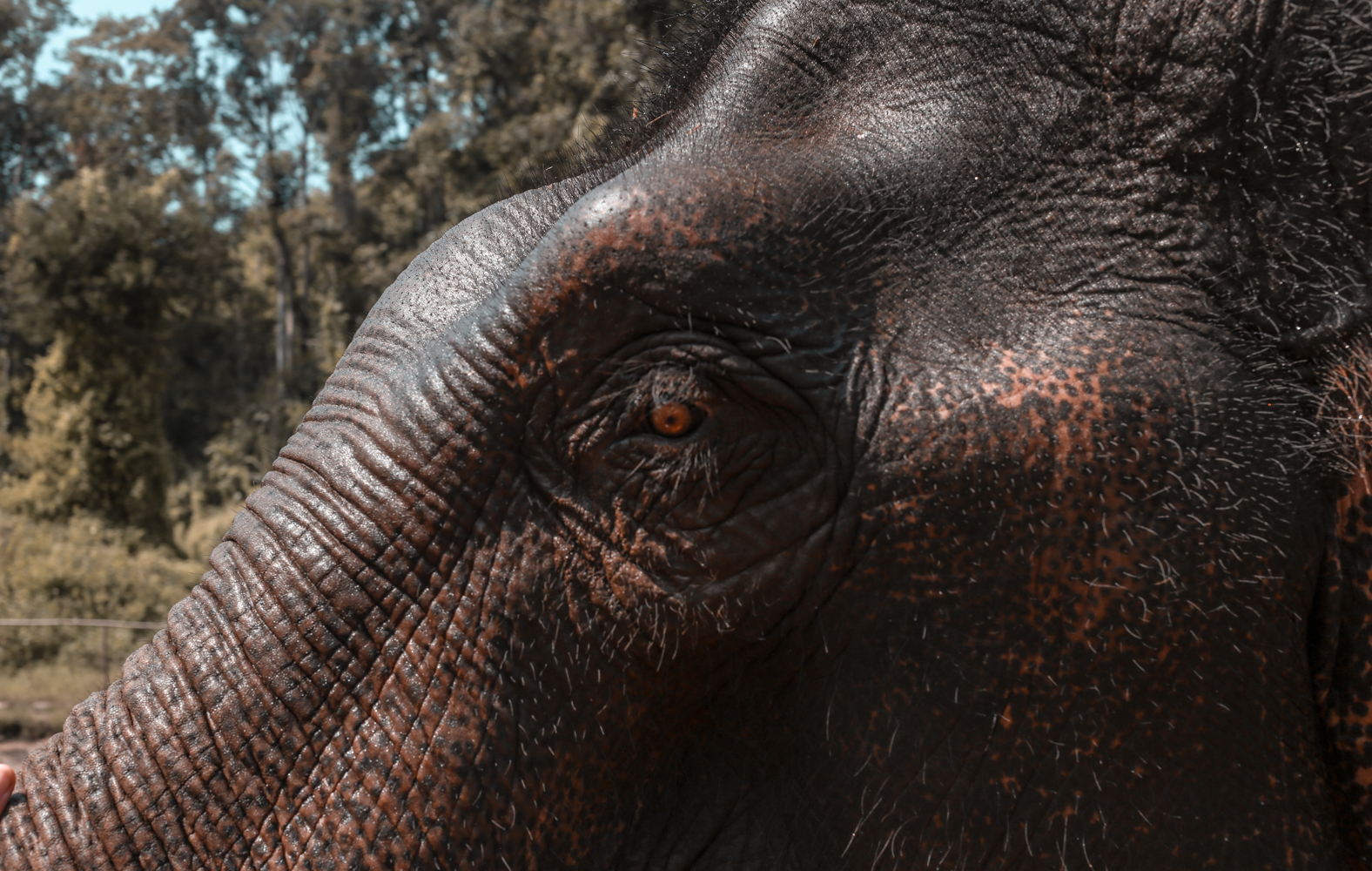 Elephant in Chiang Mai Thailand @howfarfromhome