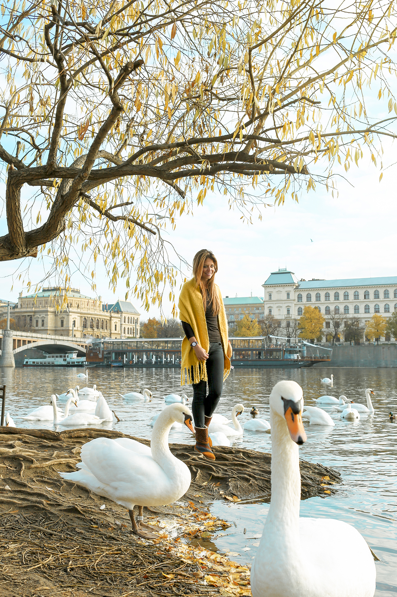 Swan feeding in Prague Czech Republic