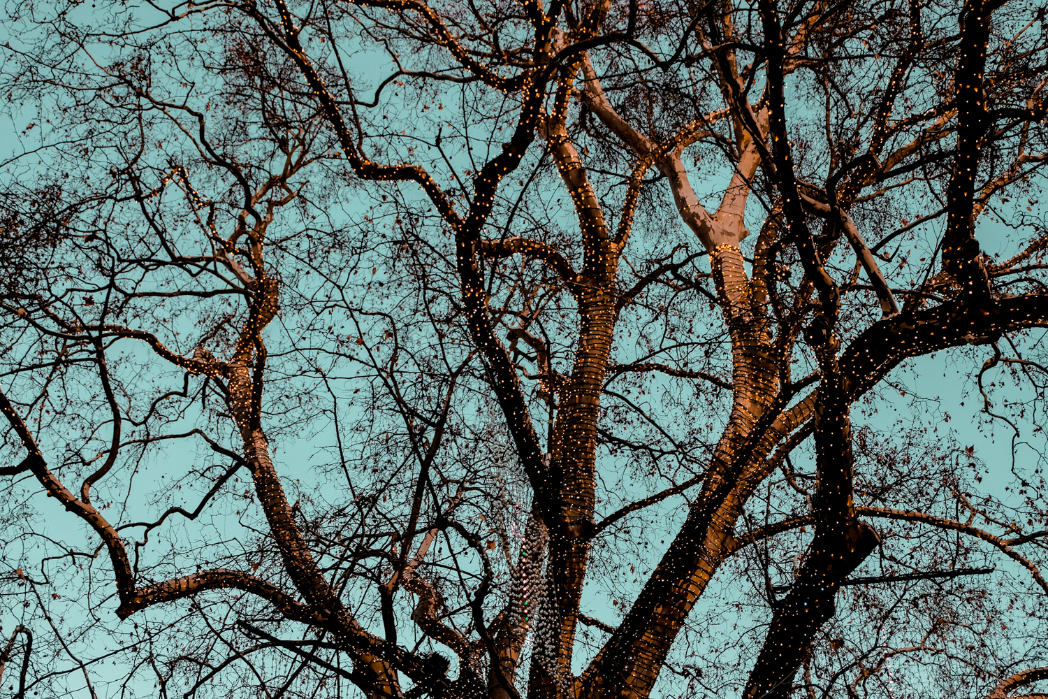 Fairy light around tree in Vienna