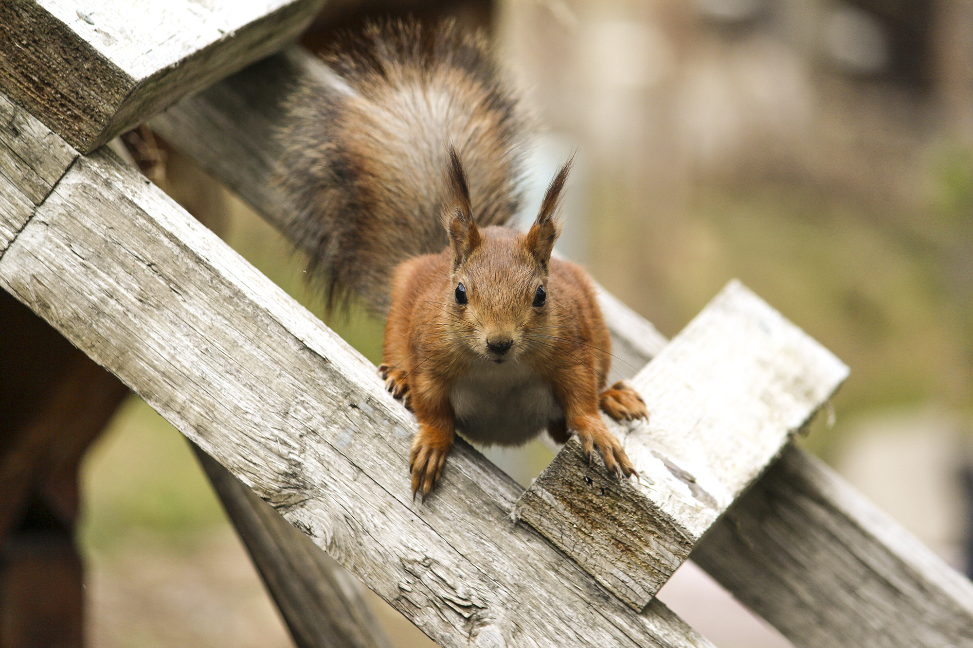 Squirrel in Norway