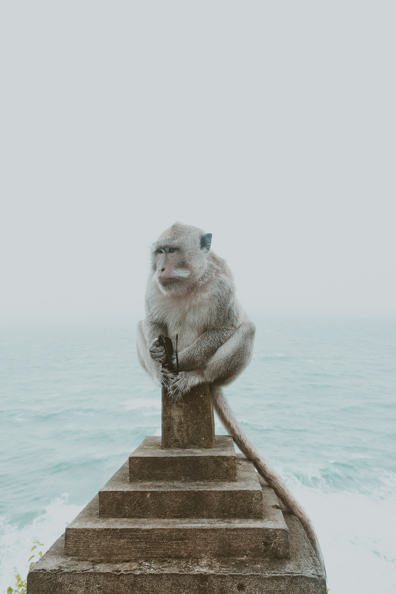 Monkey in Bali