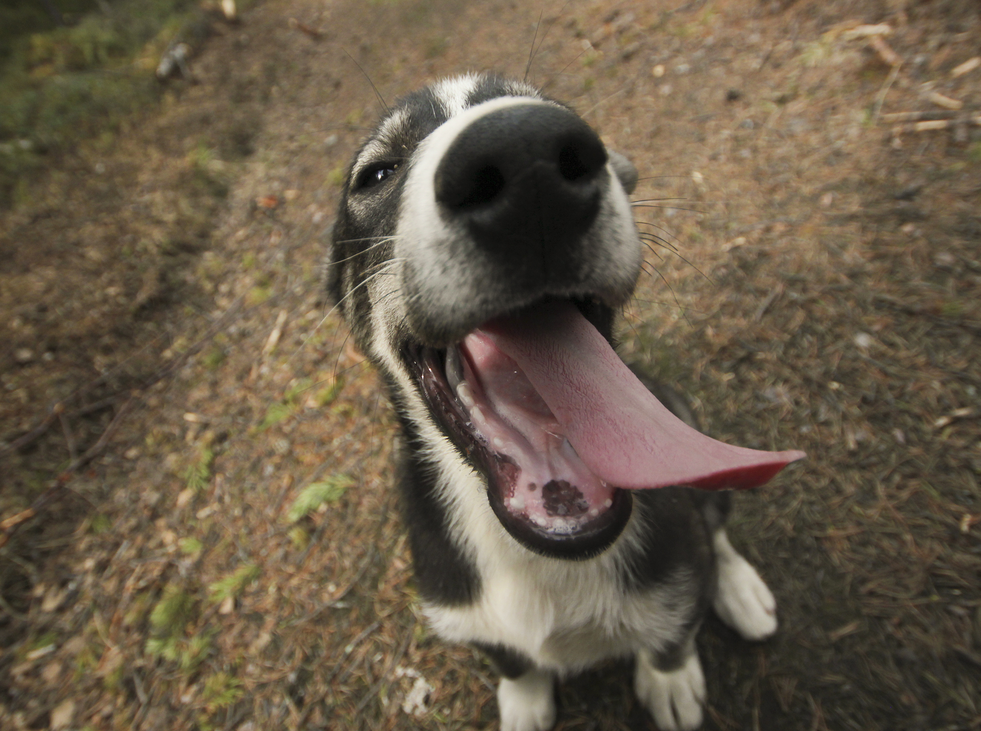 Husky in Norway