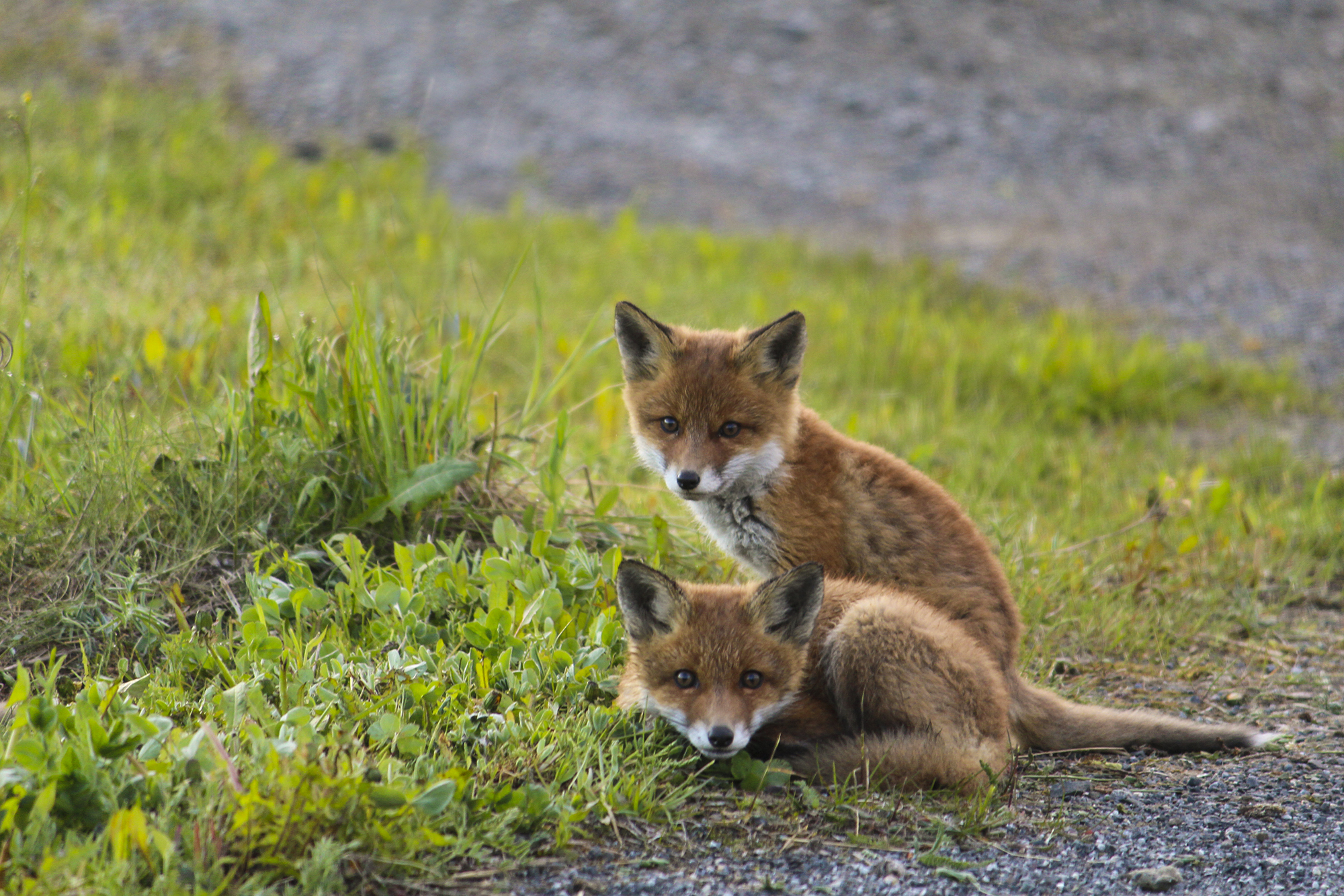 Fox cubs in Sweden