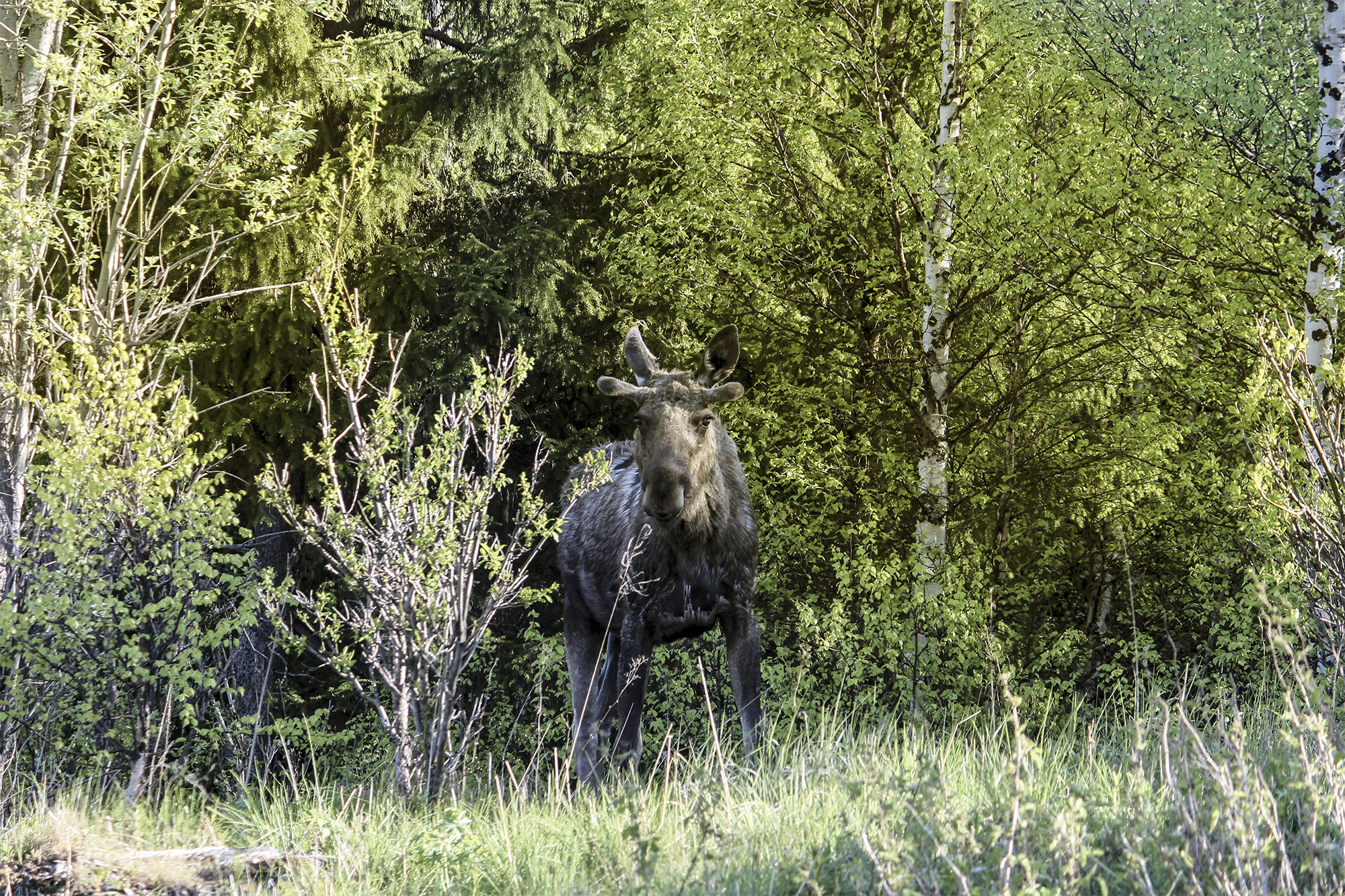 Moose in Sweden