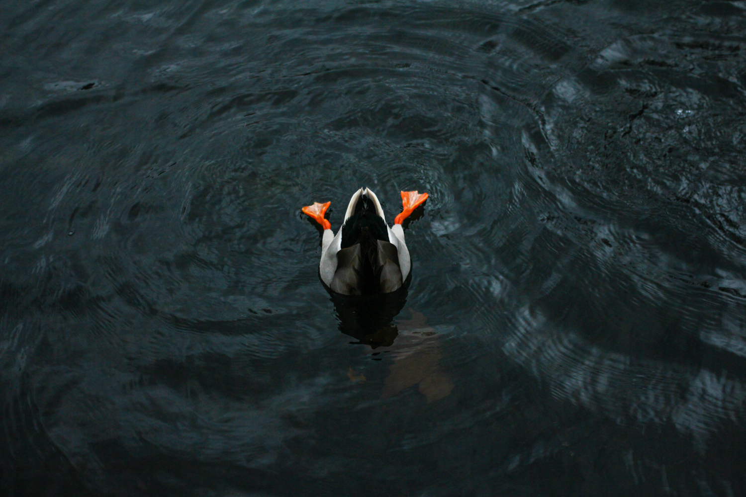Duck in London