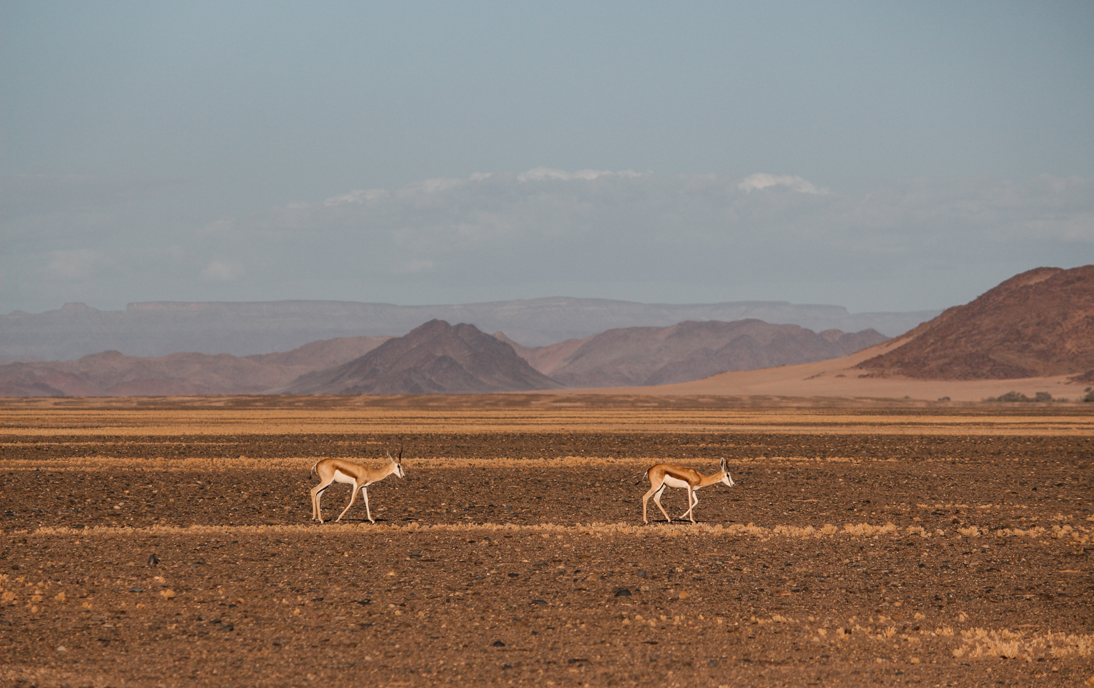 Buck in Namibia