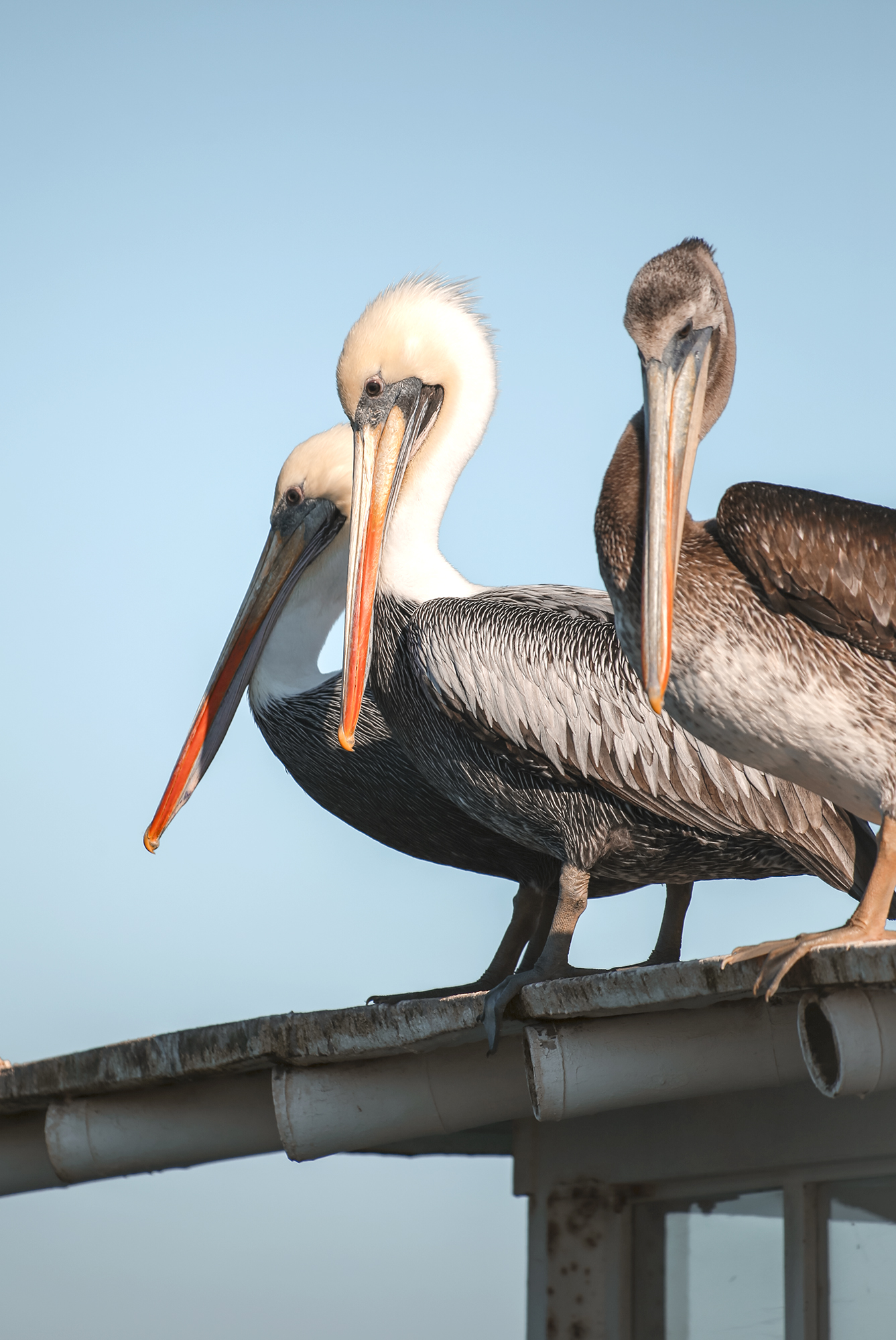 Pelicans in Peru
