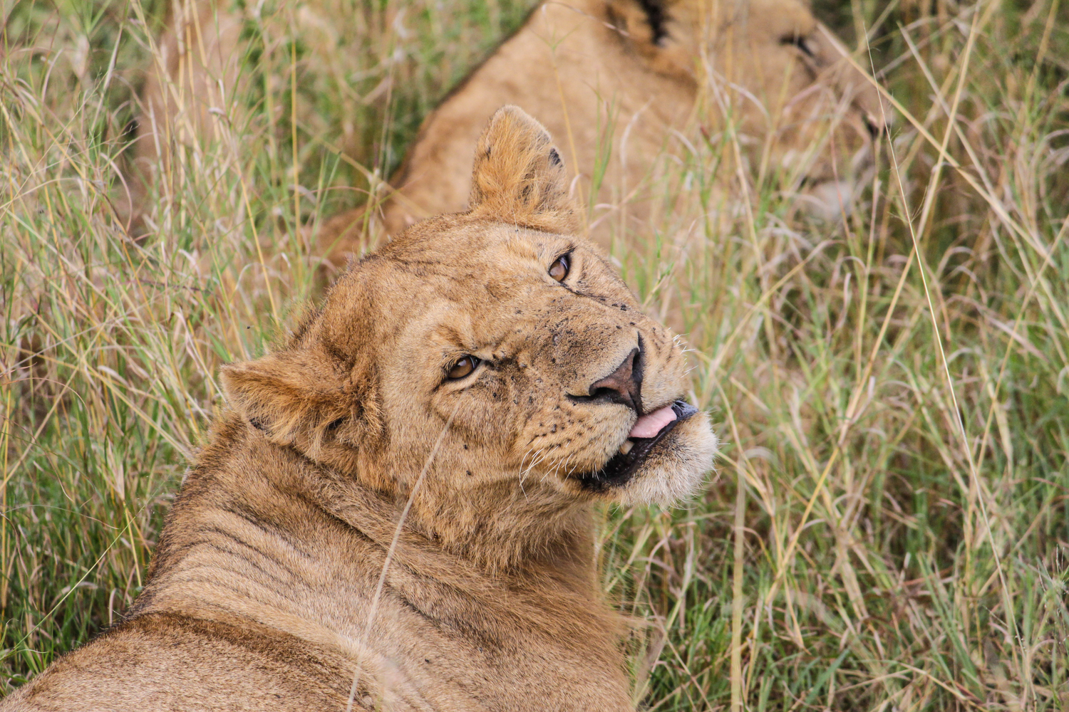 Lion in Tanzania