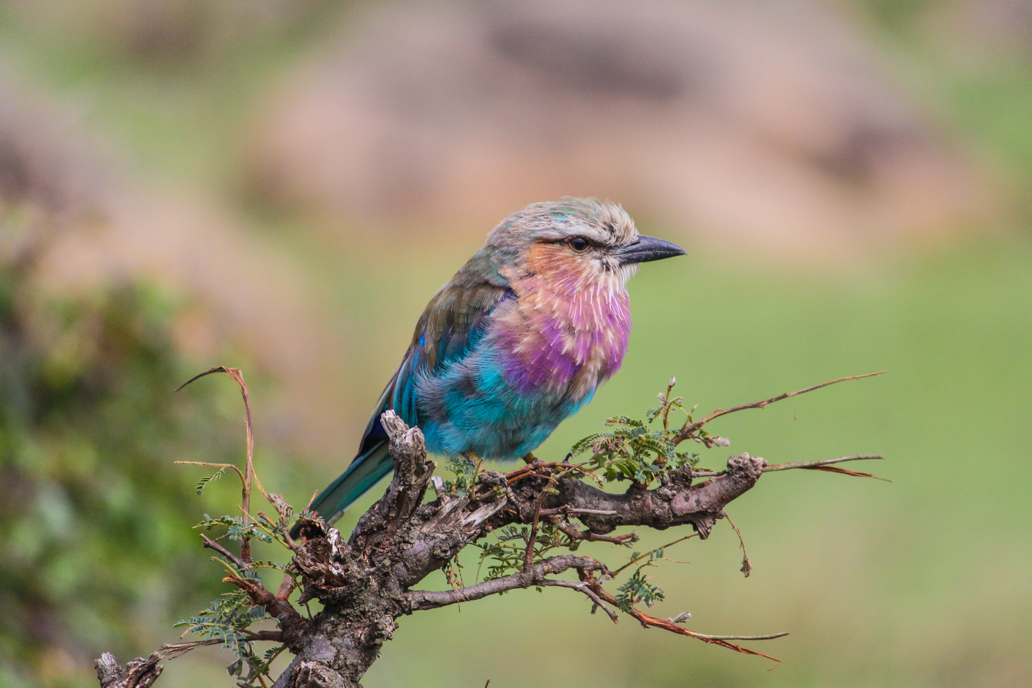 Lilac breasted roller in Tanzania