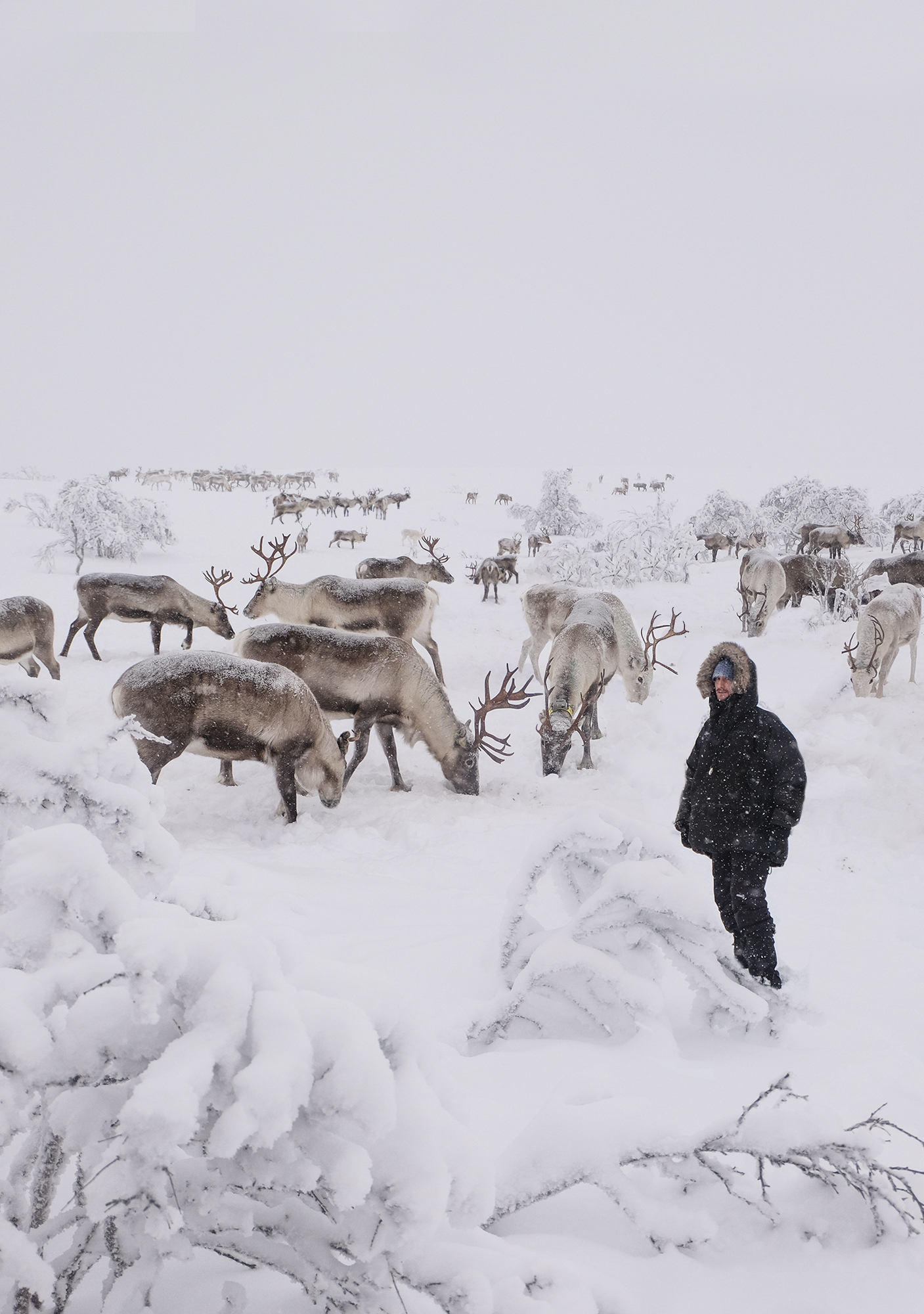 Reindeer in Norway