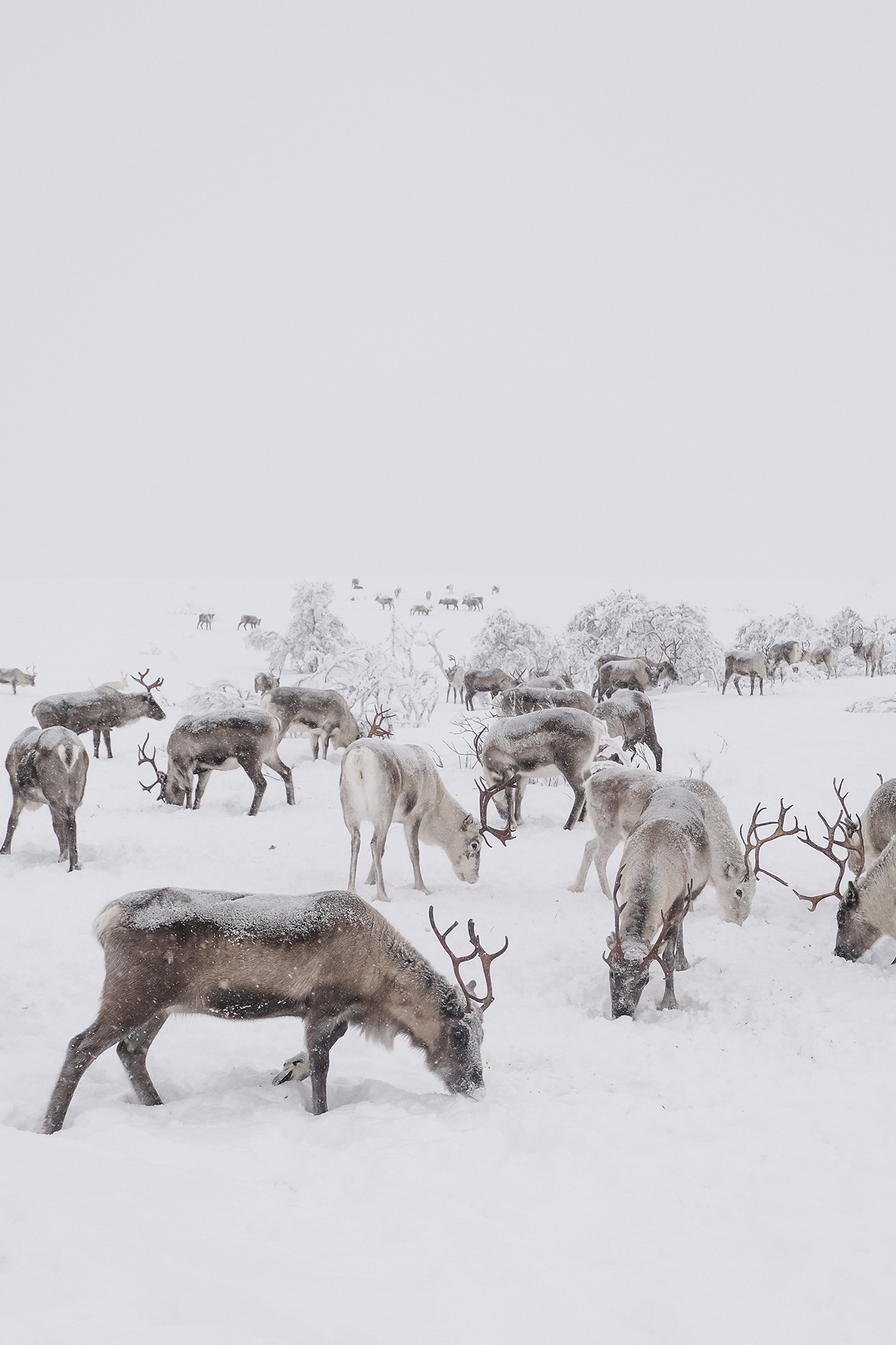 Reindeer in Norway