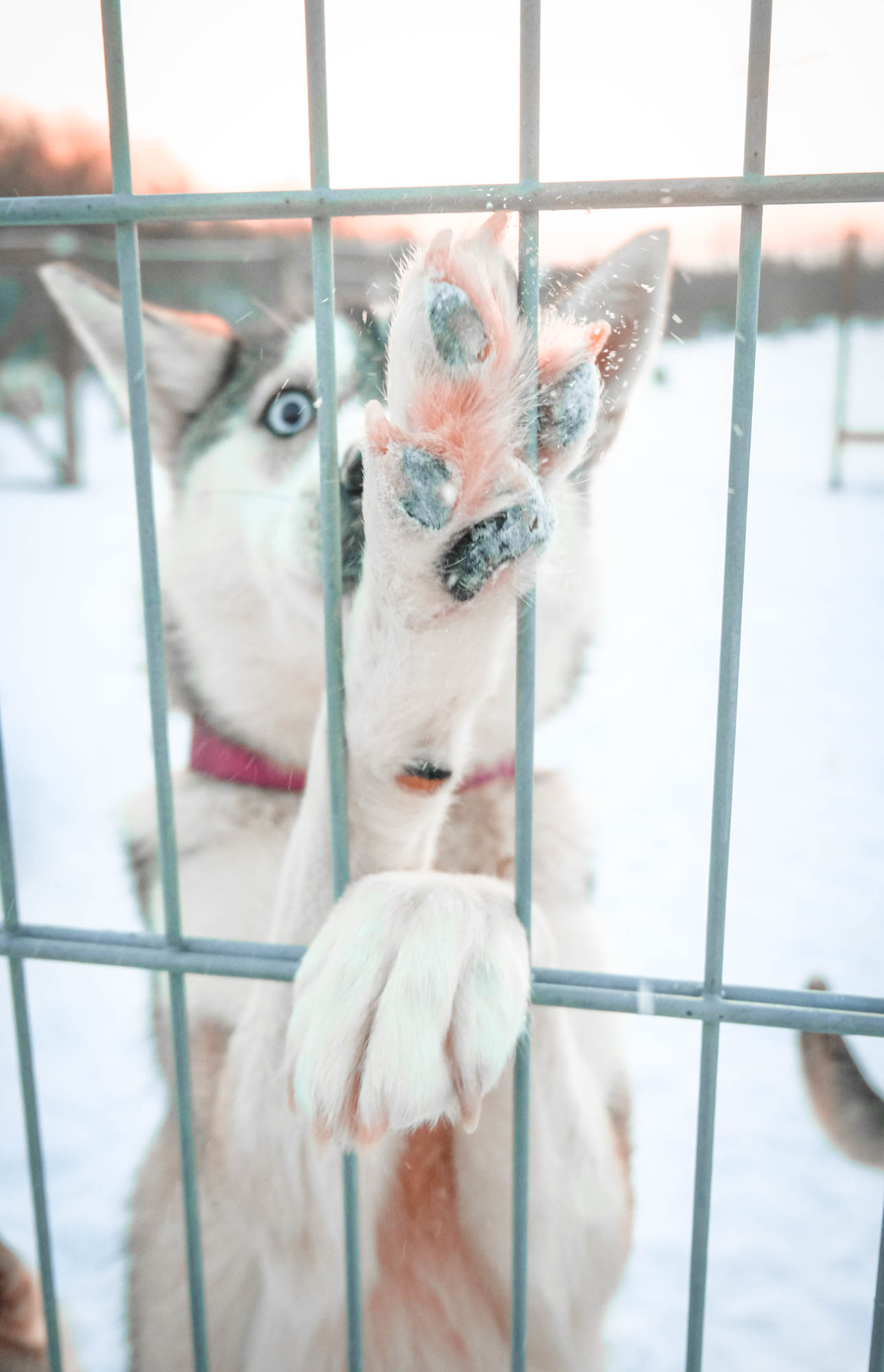 Husky in cold Norway