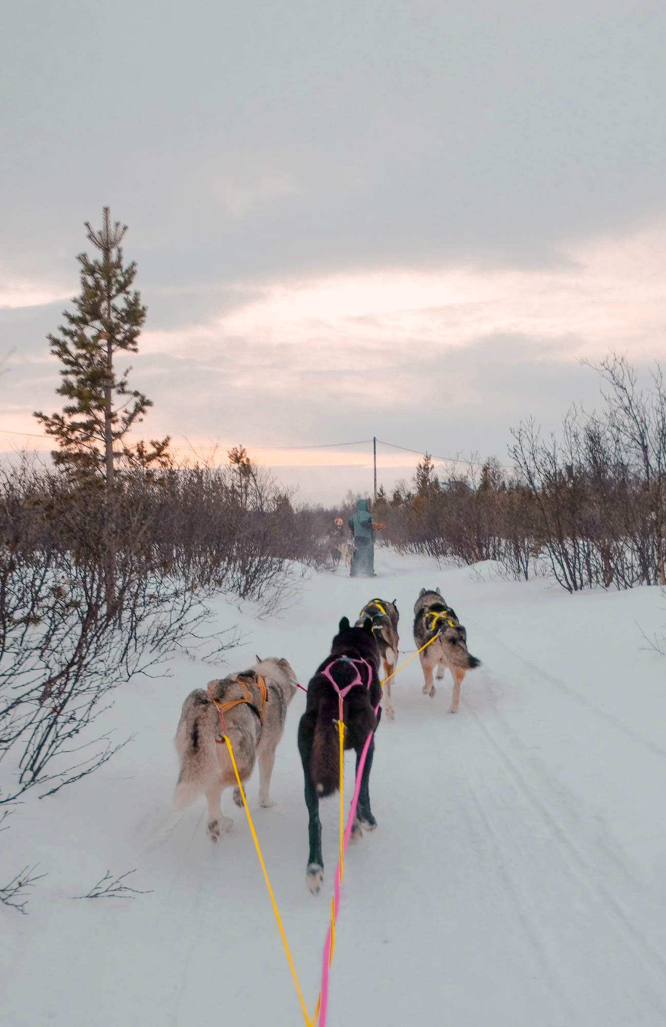 Dog mushing in cold Norway
