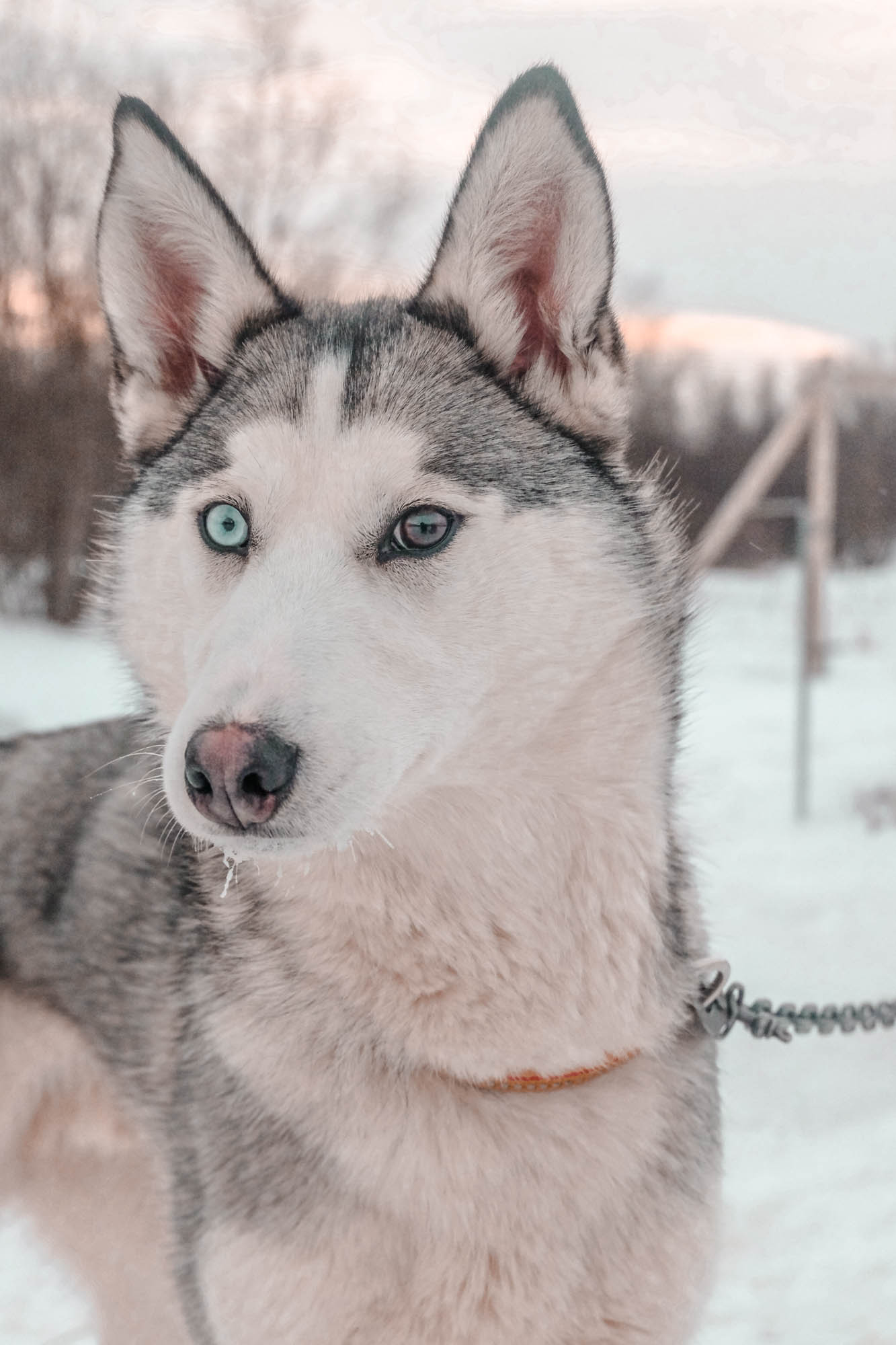 Husky in cold Norway