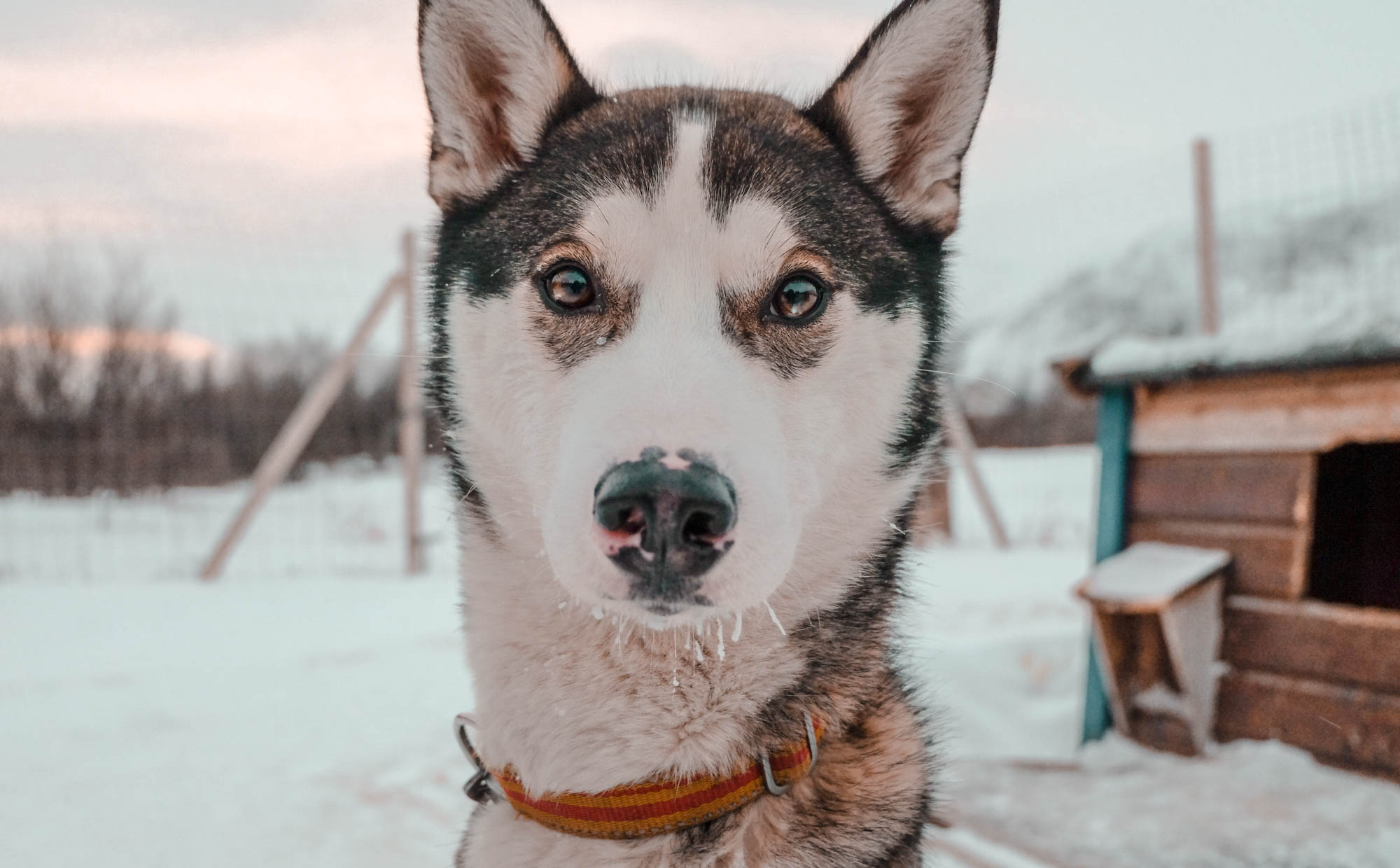 Husky in cold Norway