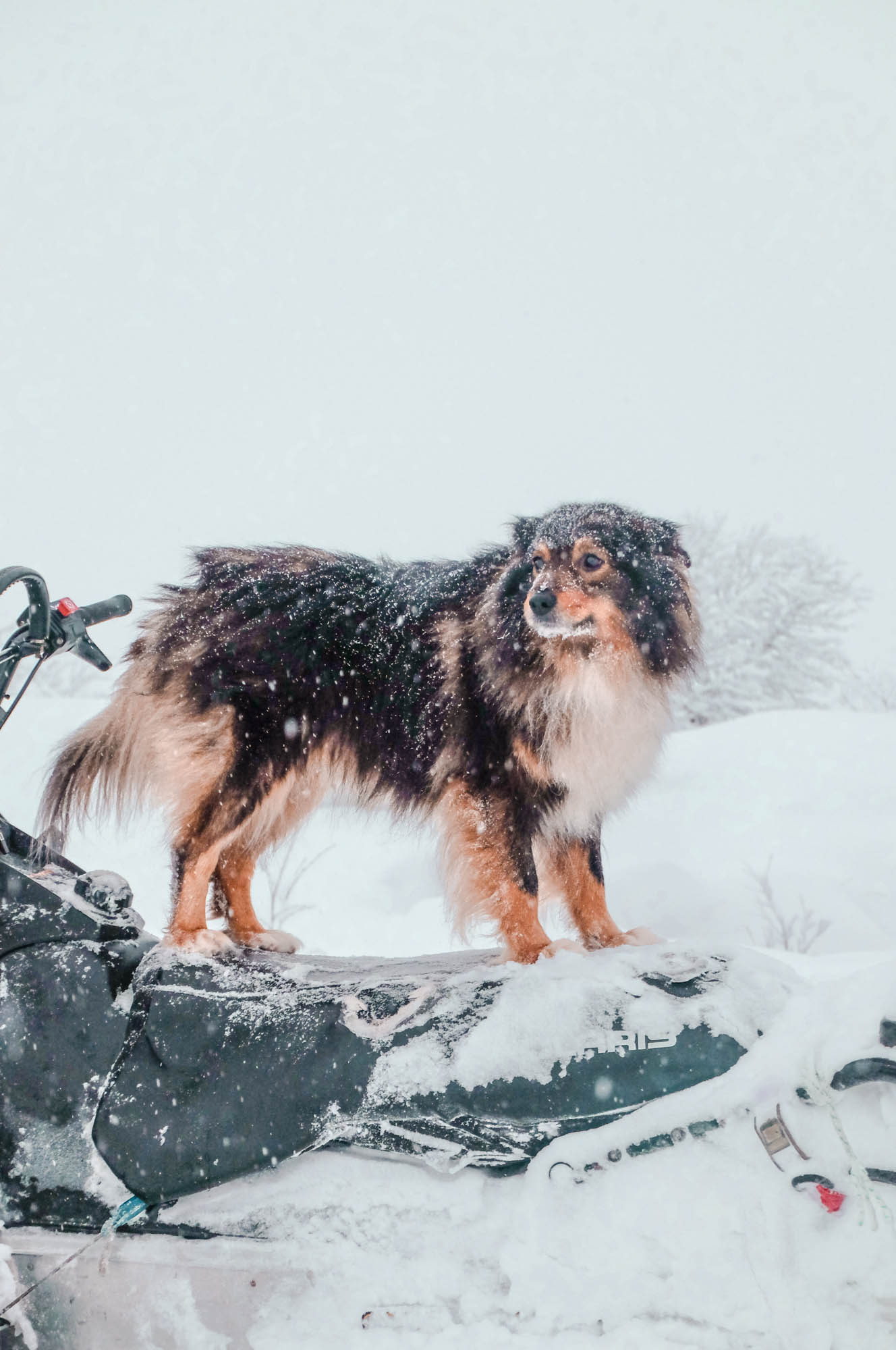 Dog riding snowmobile