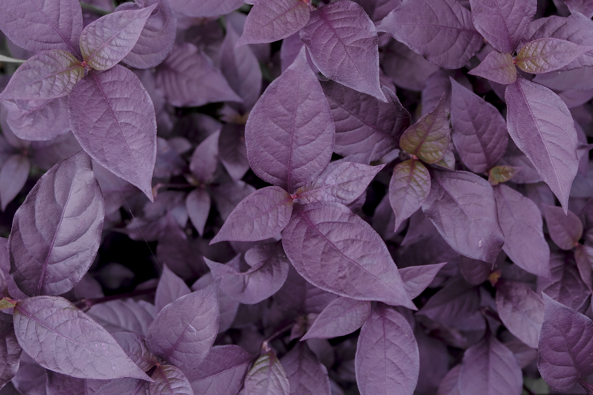 Plants minimalism