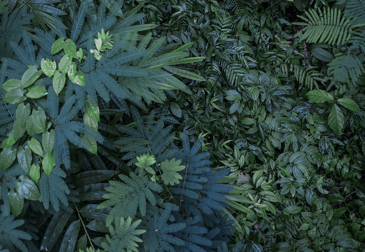 Plants minimalism
