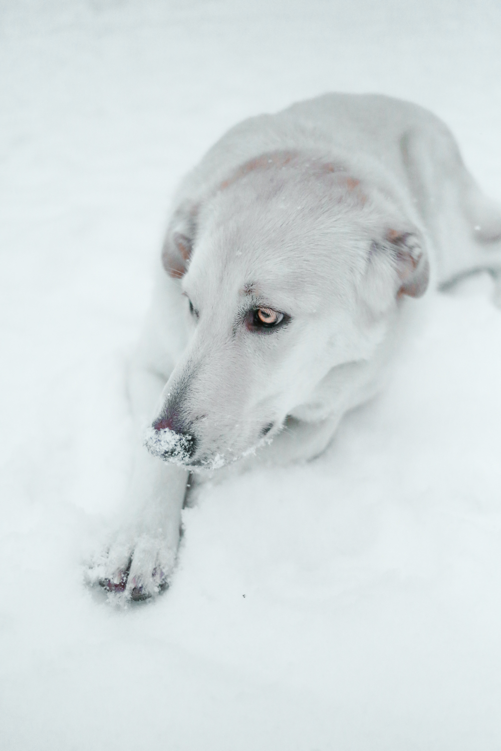 White snow dog in Finland