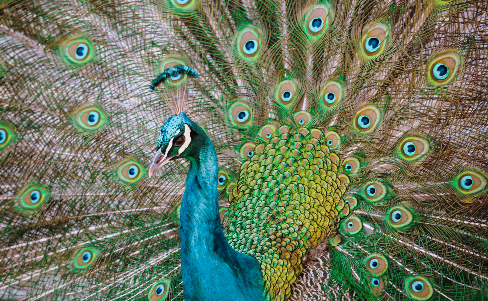 Peacocks in Lisbon