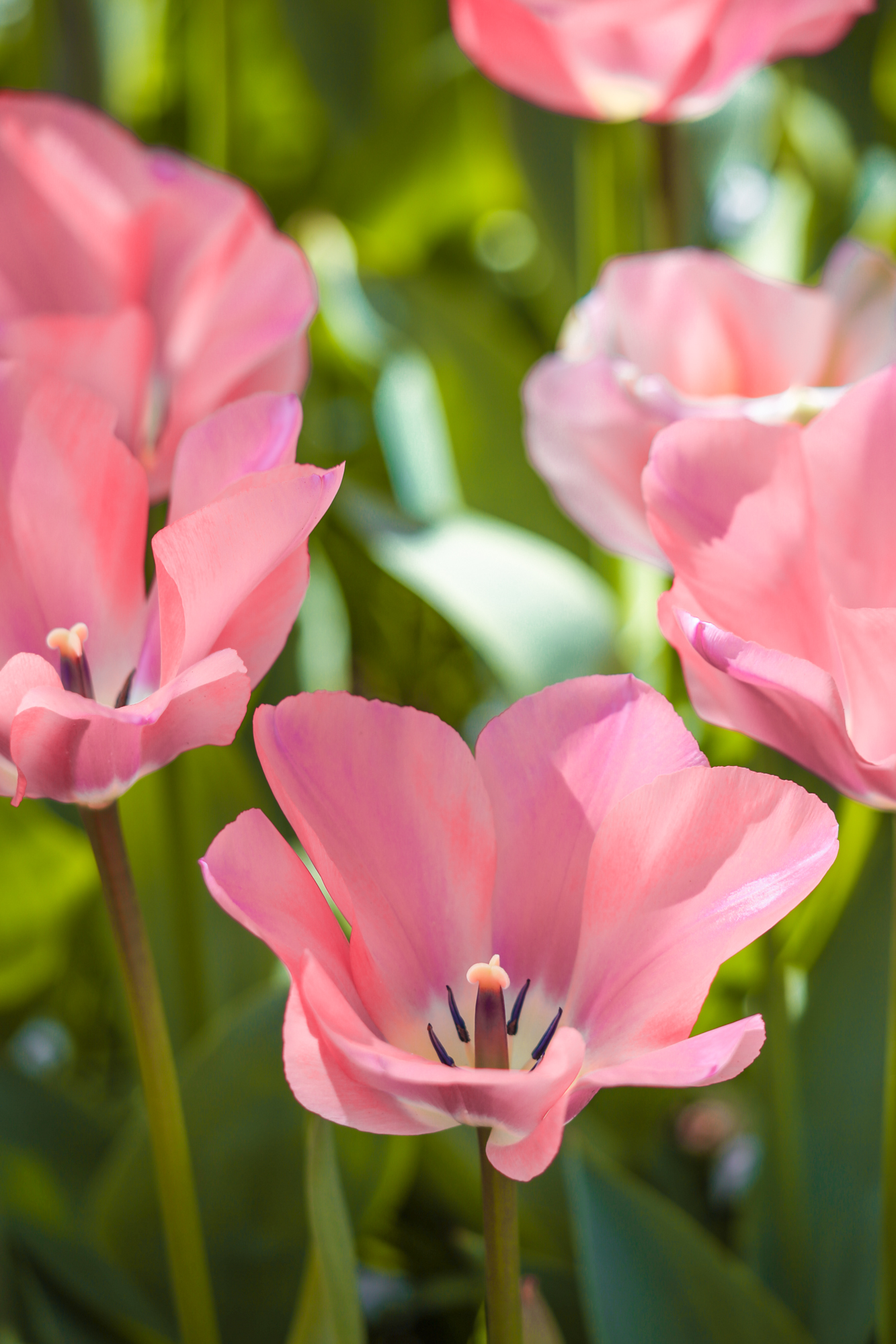 Tulips In Holland | How Far From Home