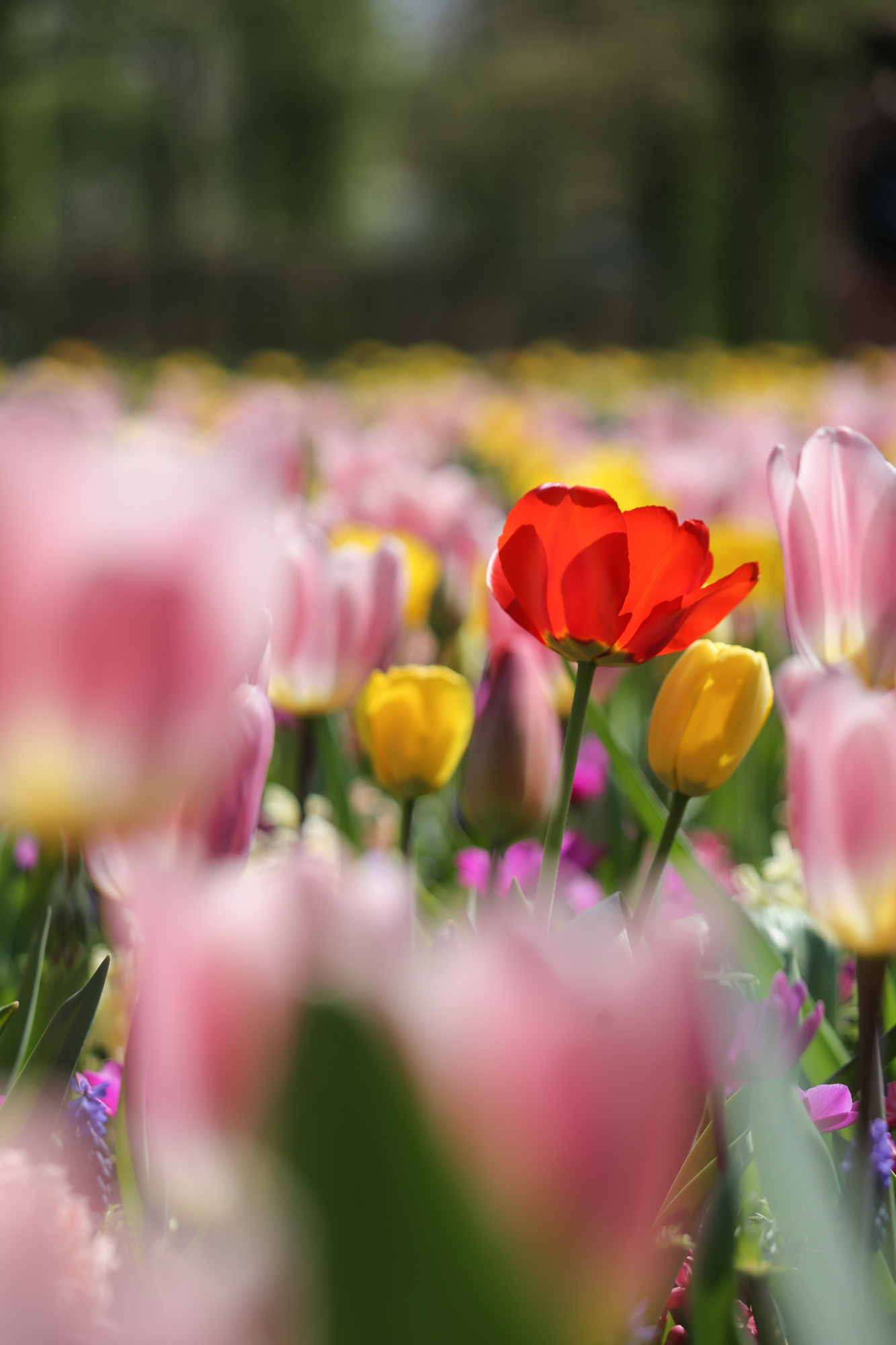 Tulips In Holland | How Far From Home