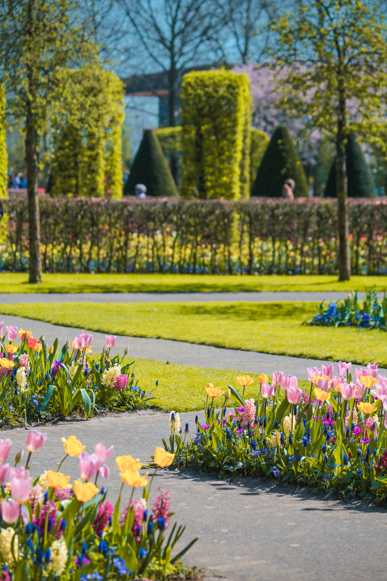 Tulips In Holland | How Far From Home