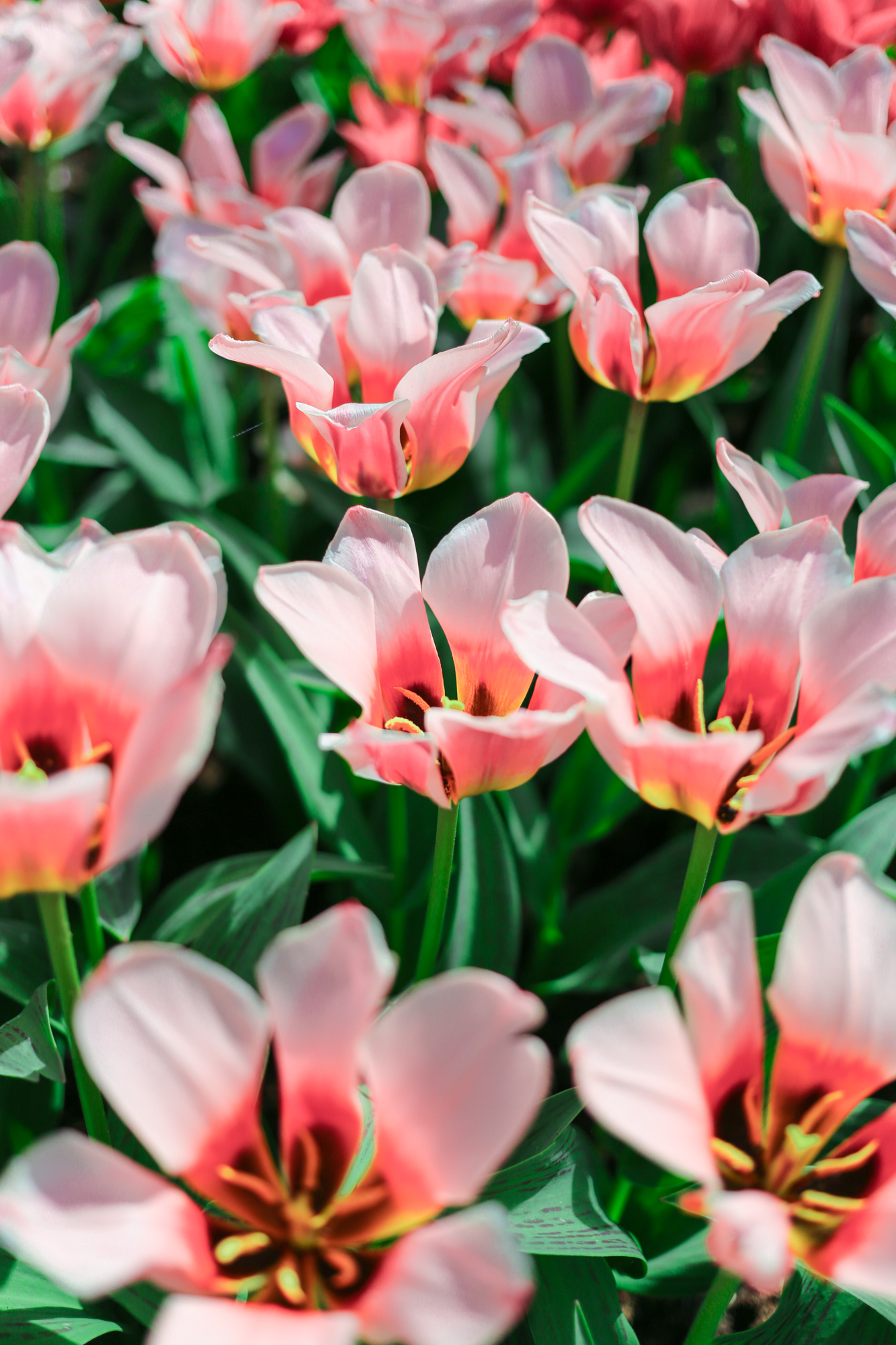 Tulips In Holland | How Far From Home